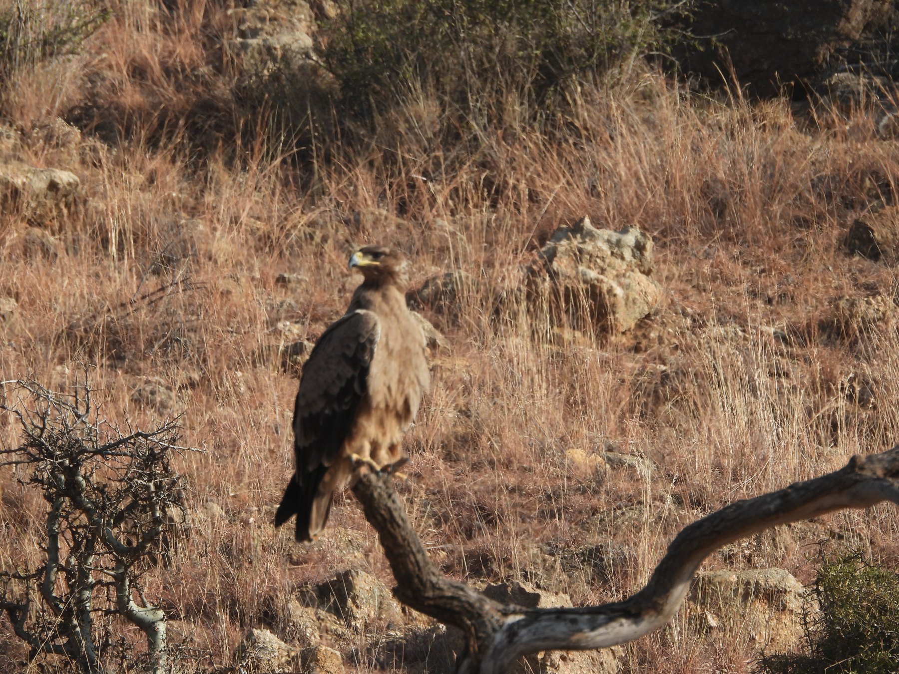 Tawny eagle