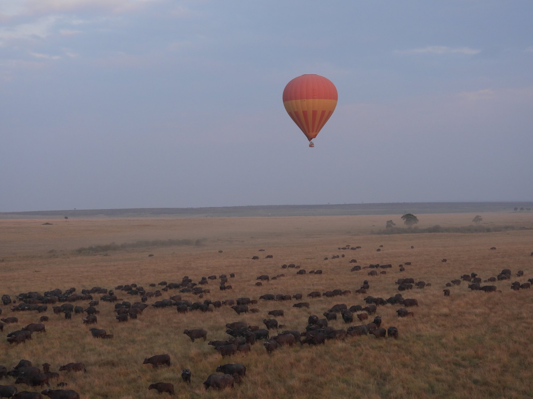 Balloon over the herds
