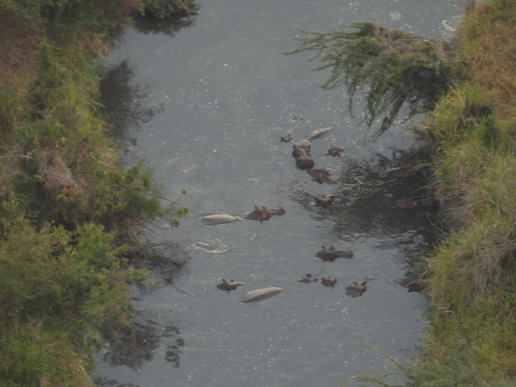 Hippo pools from the air
