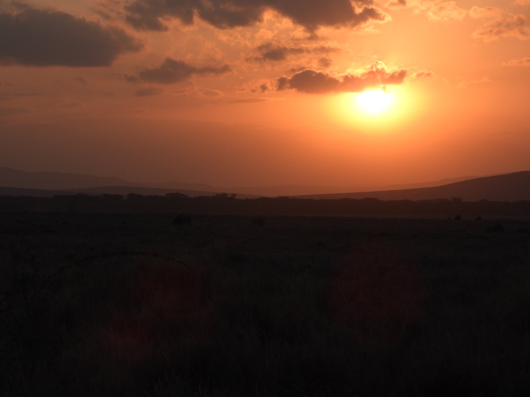 Acacia at dusk