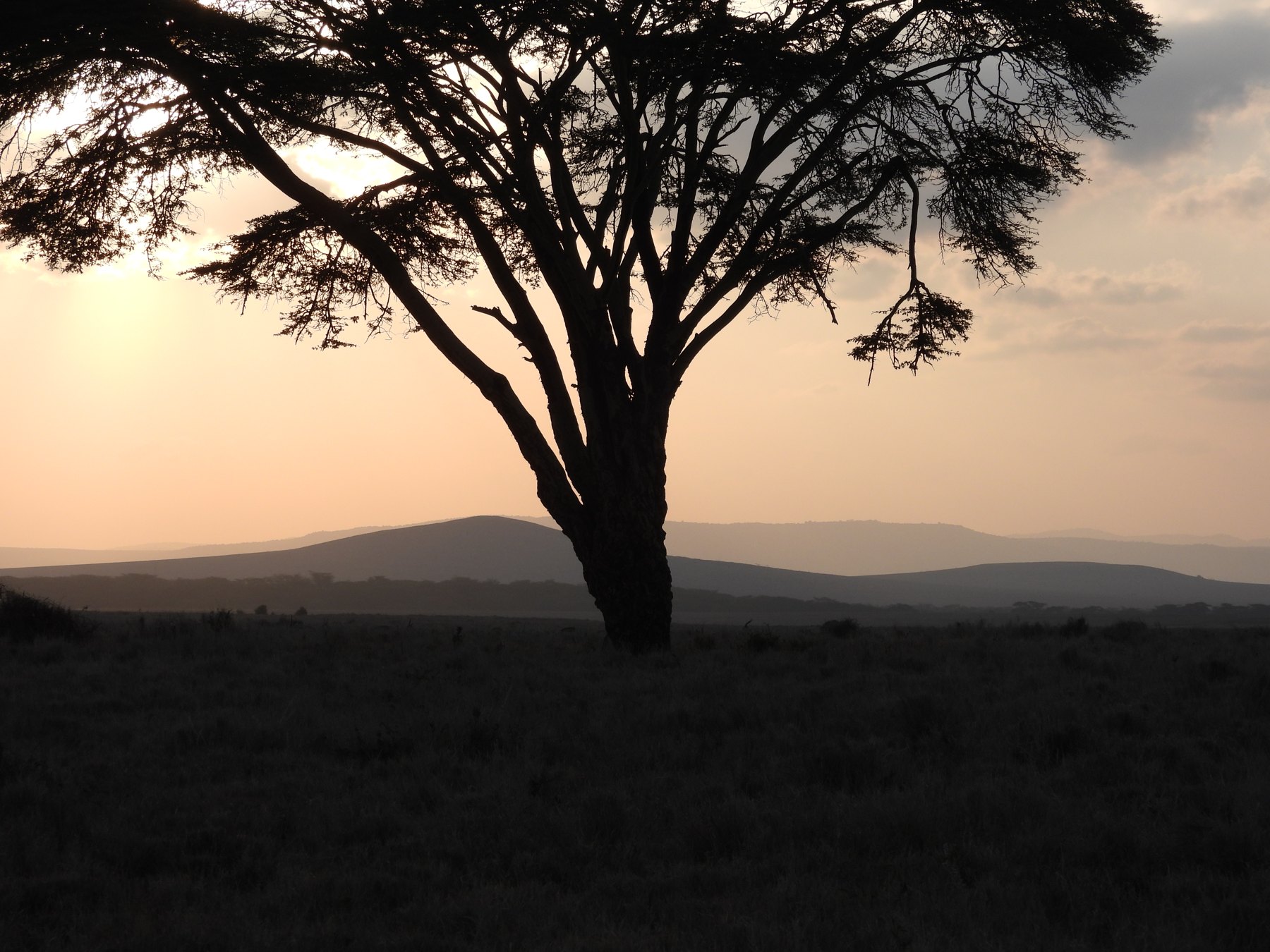 The lone acacia