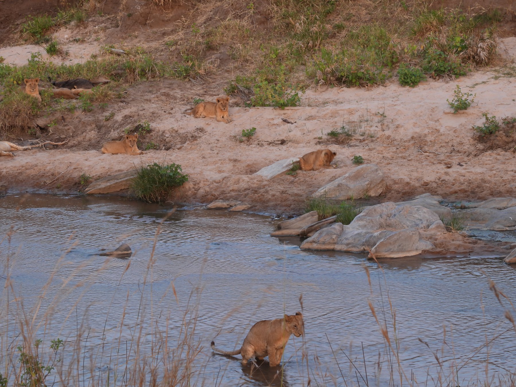 The pride at the river