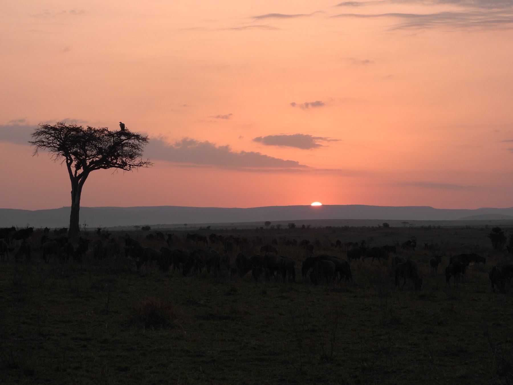 The herds at last light