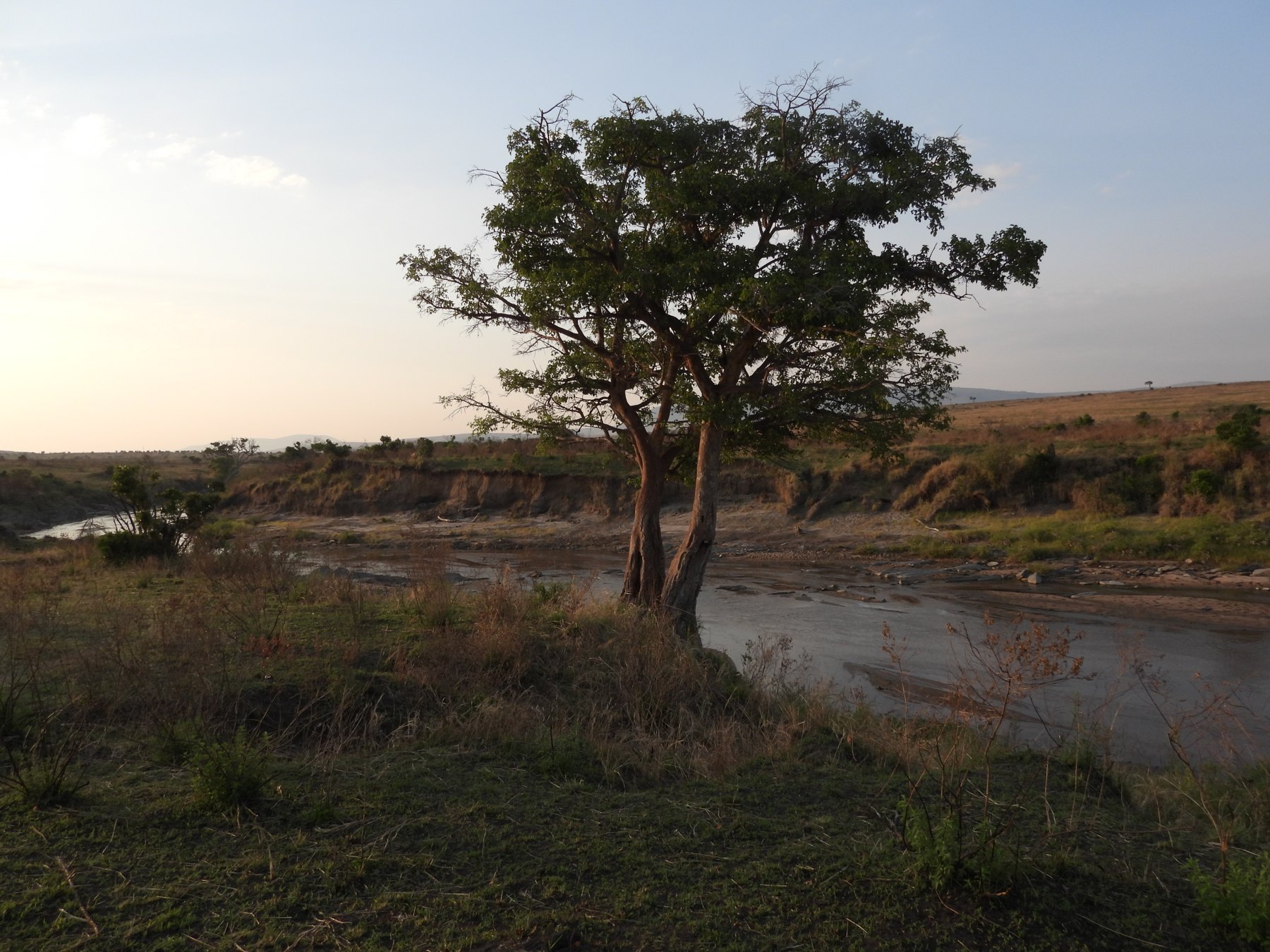 Evening on the river