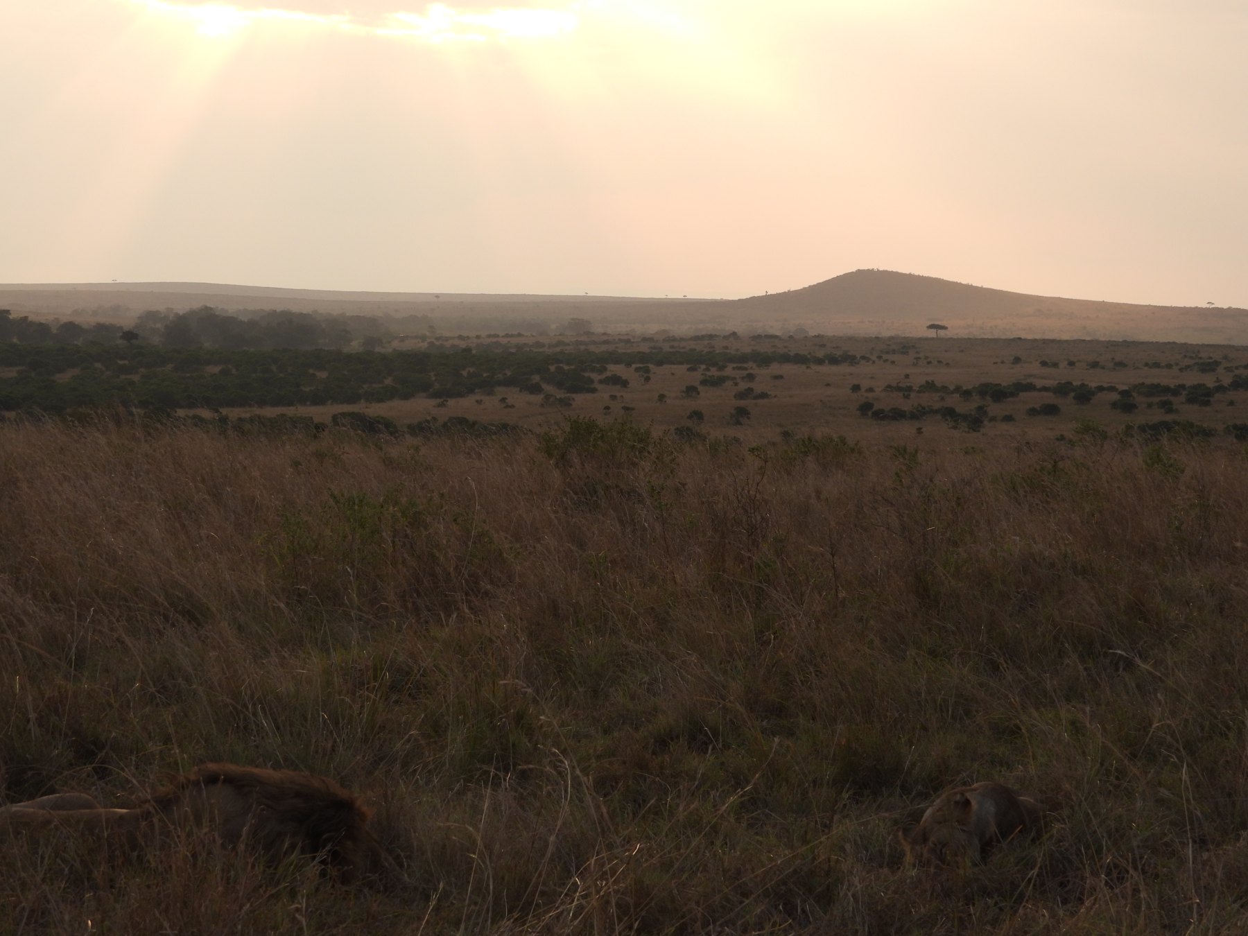 First light over the plains
