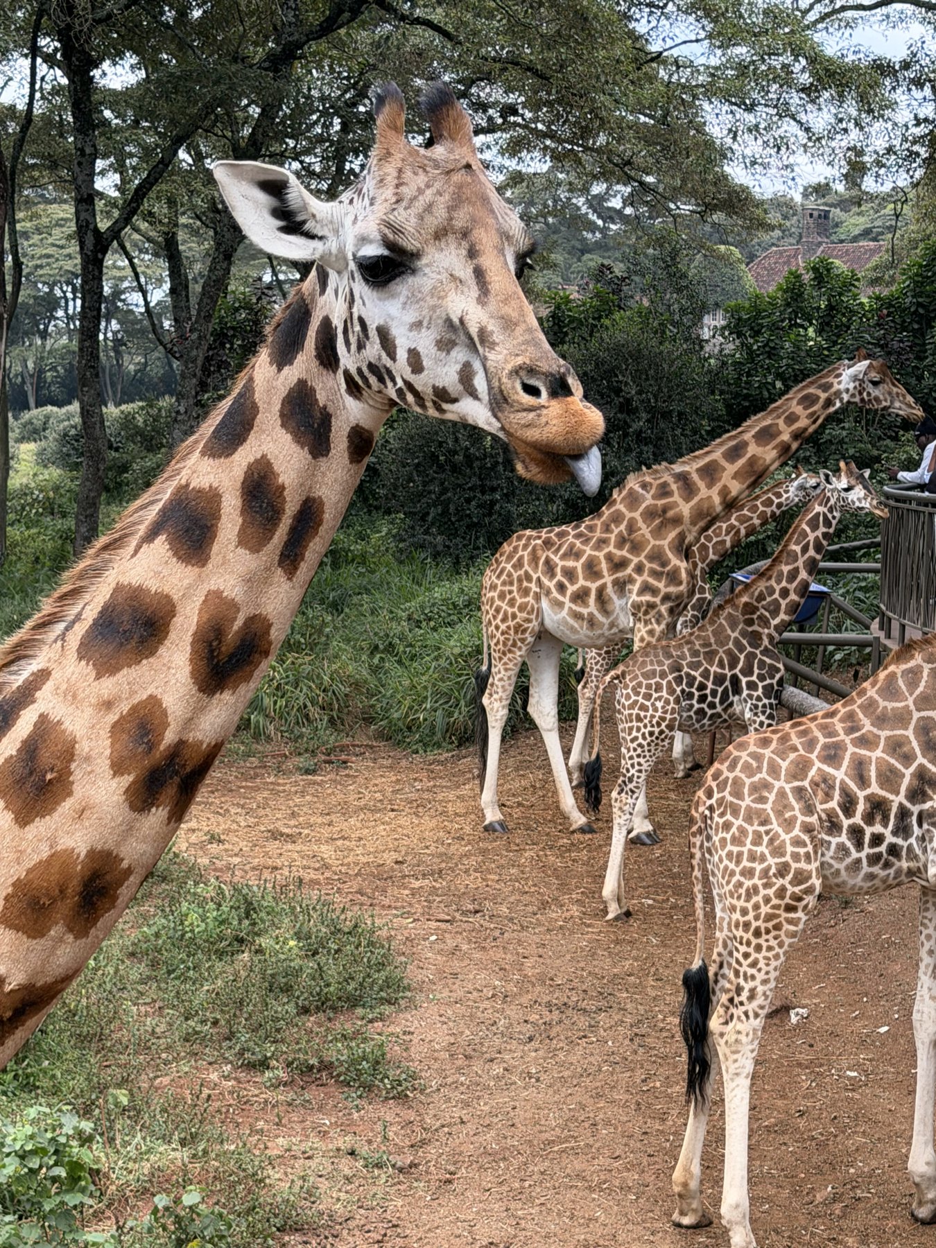 Rothschild's giraffes
