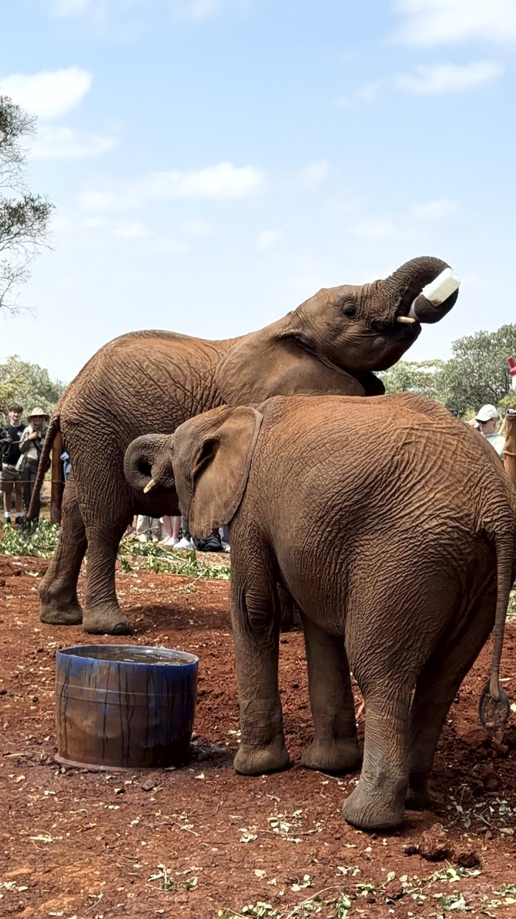 Feeding time at the orphanage