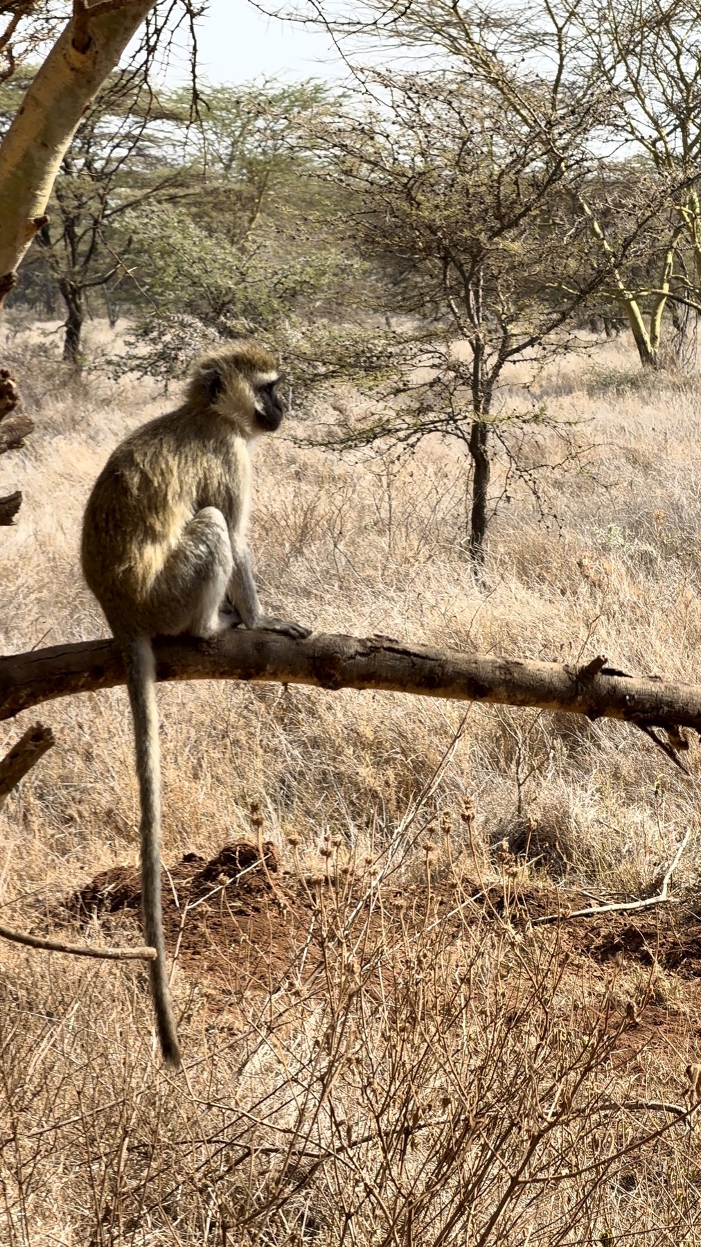 Vervet monkey