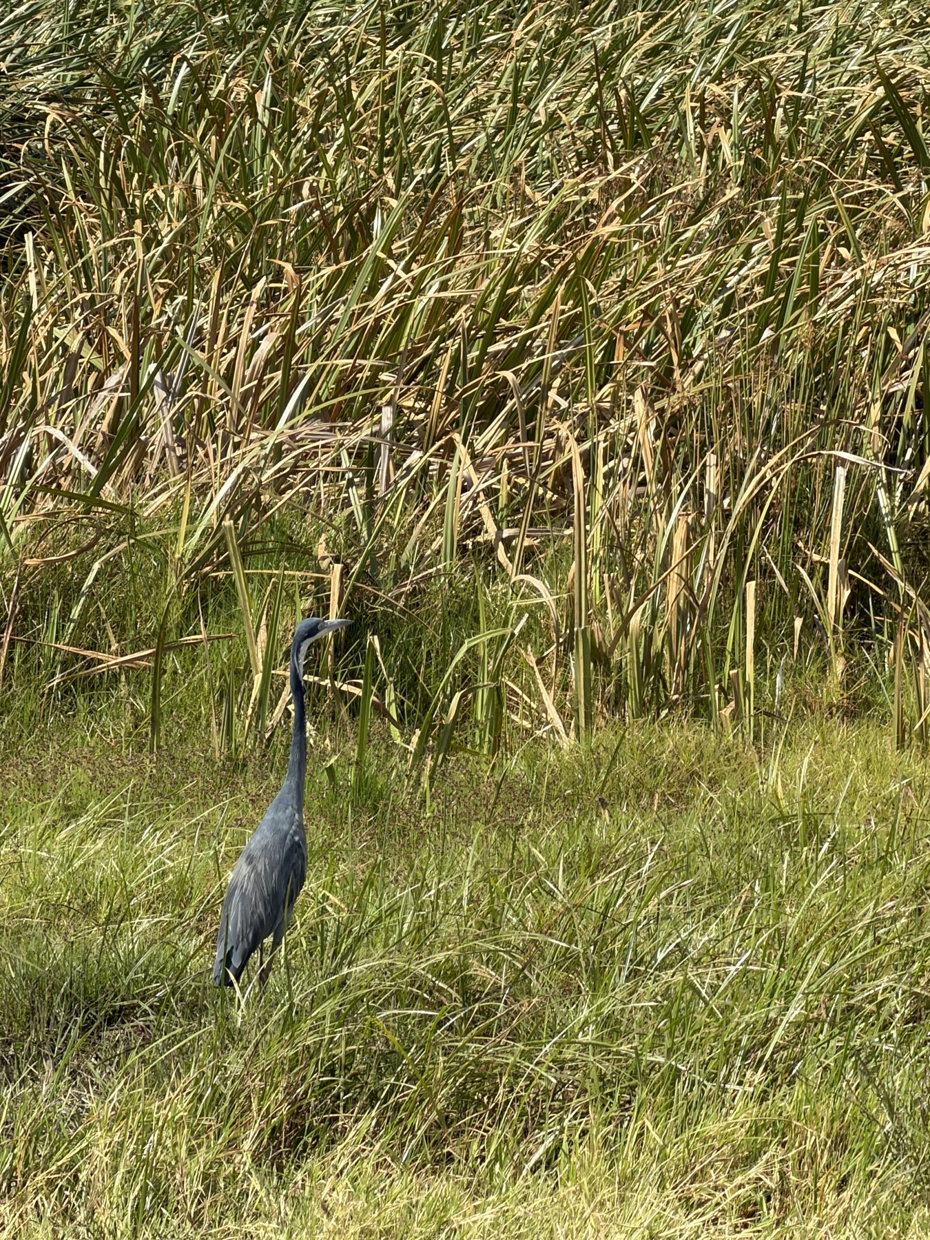 Grey crowned crane