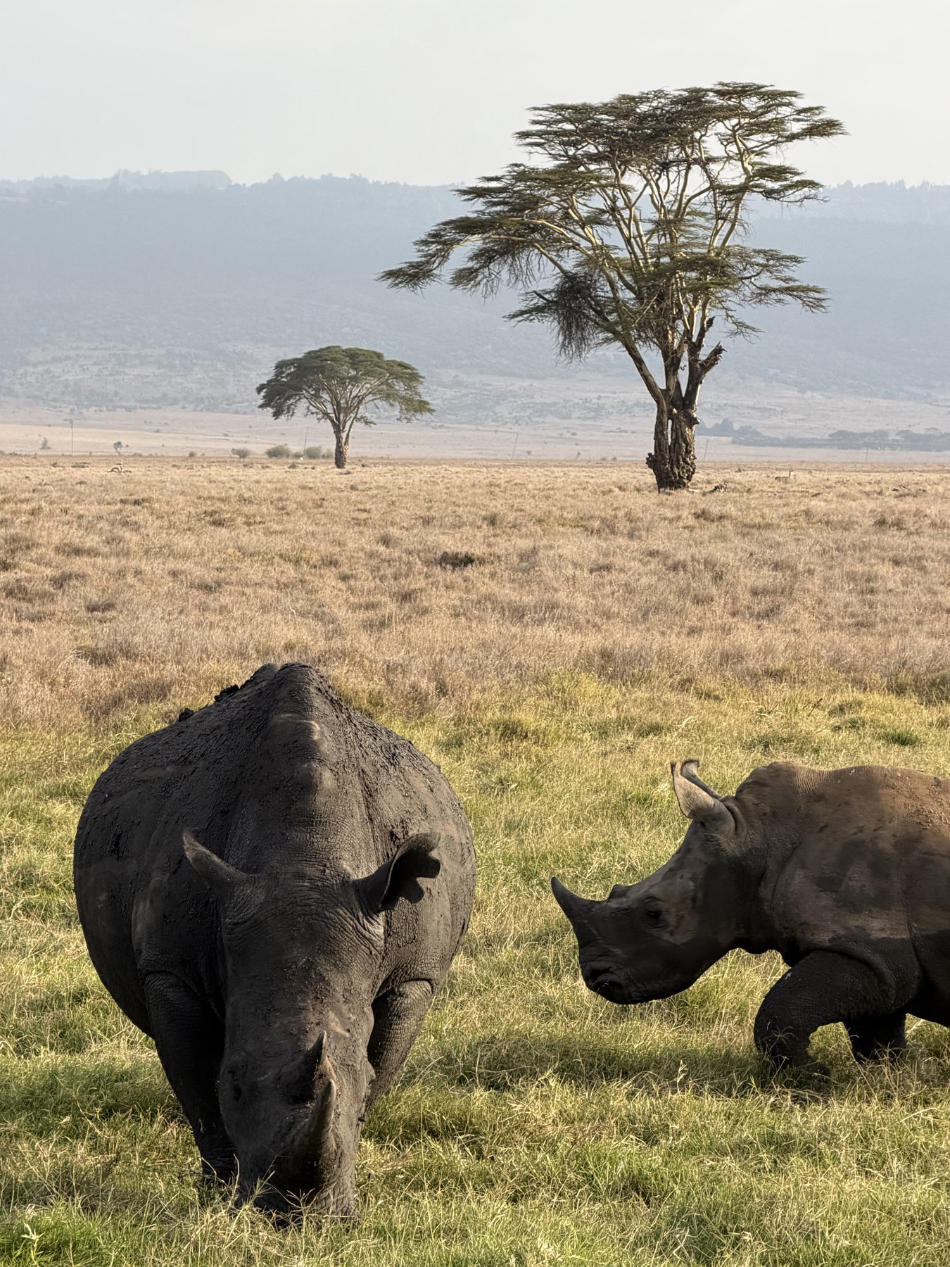 Rhino mother and calf