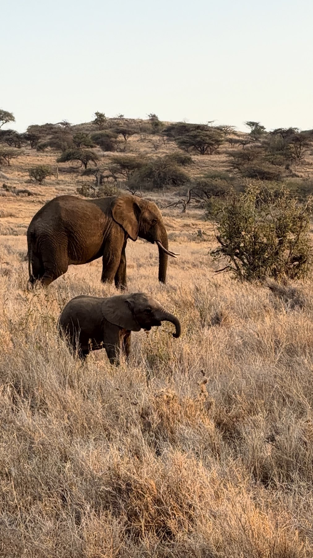 Elephant and calf