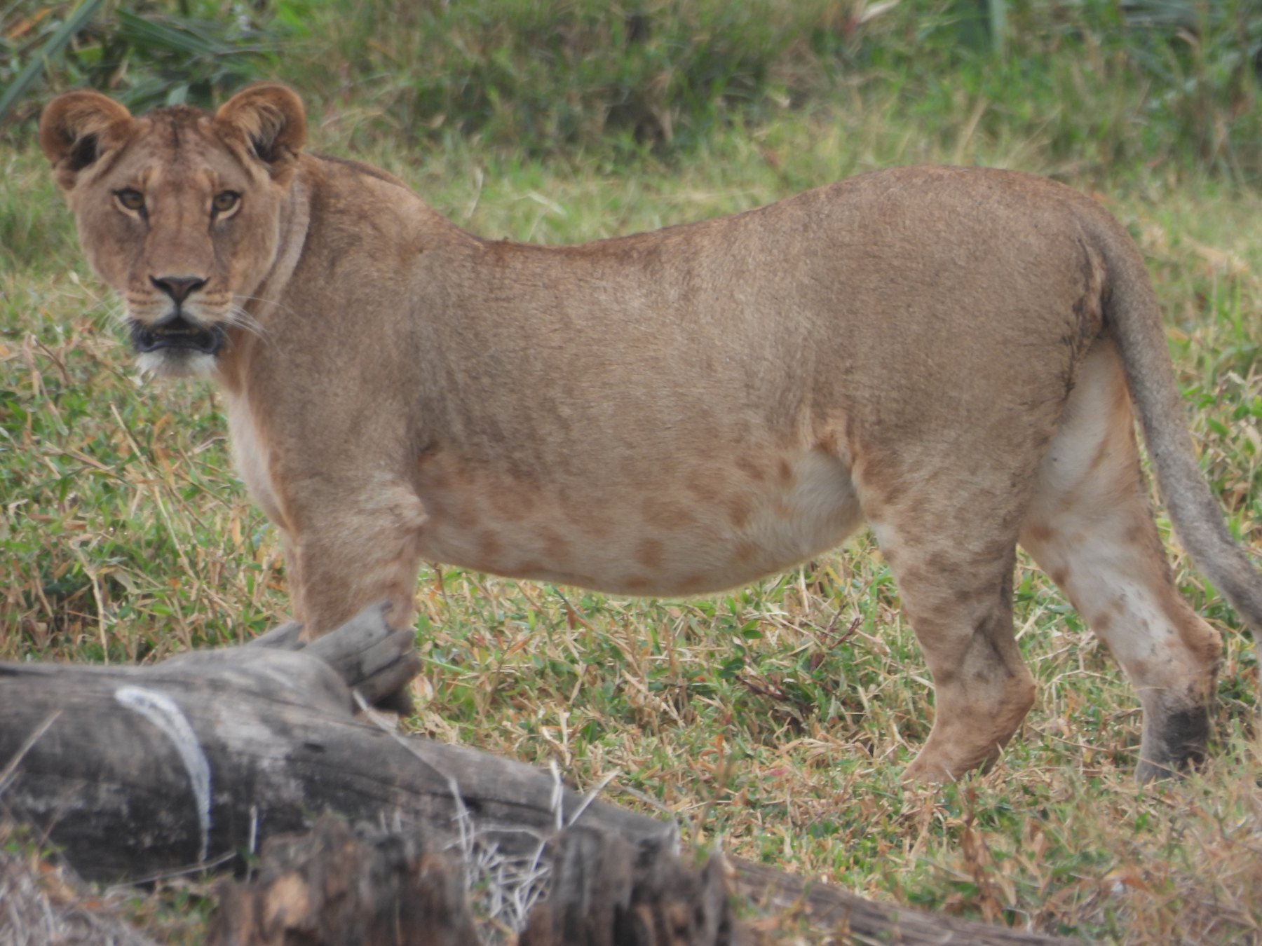Lioness with her kill