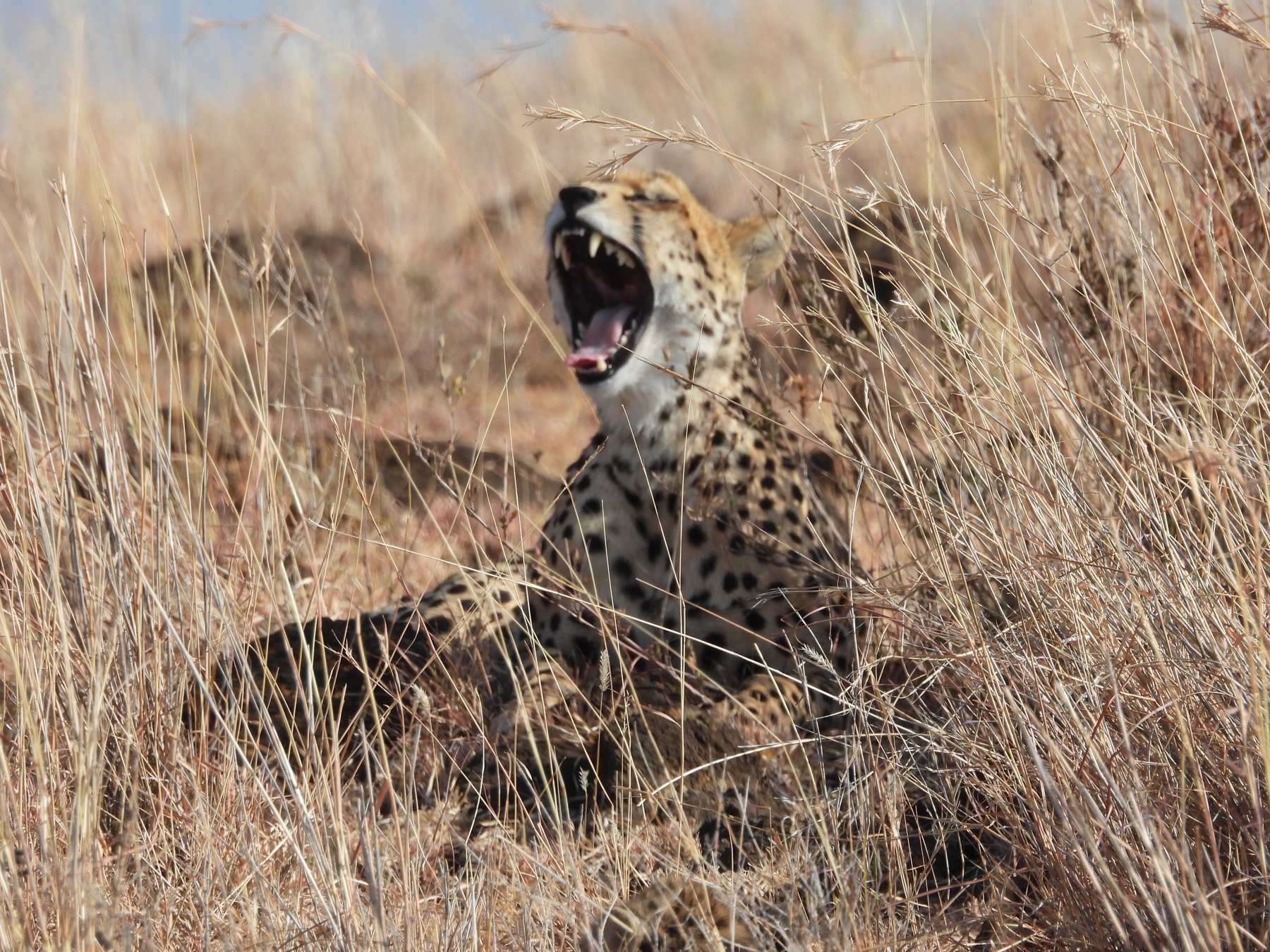 Cheetah yawning