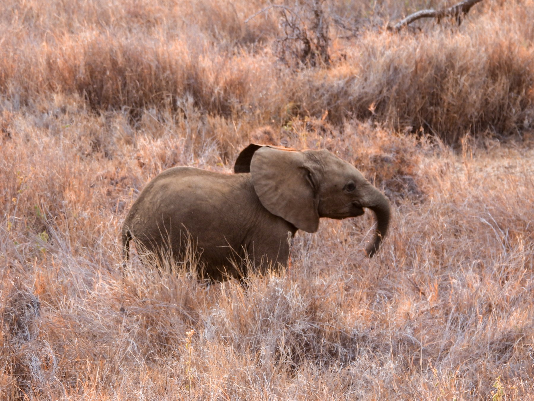Through the tall grass