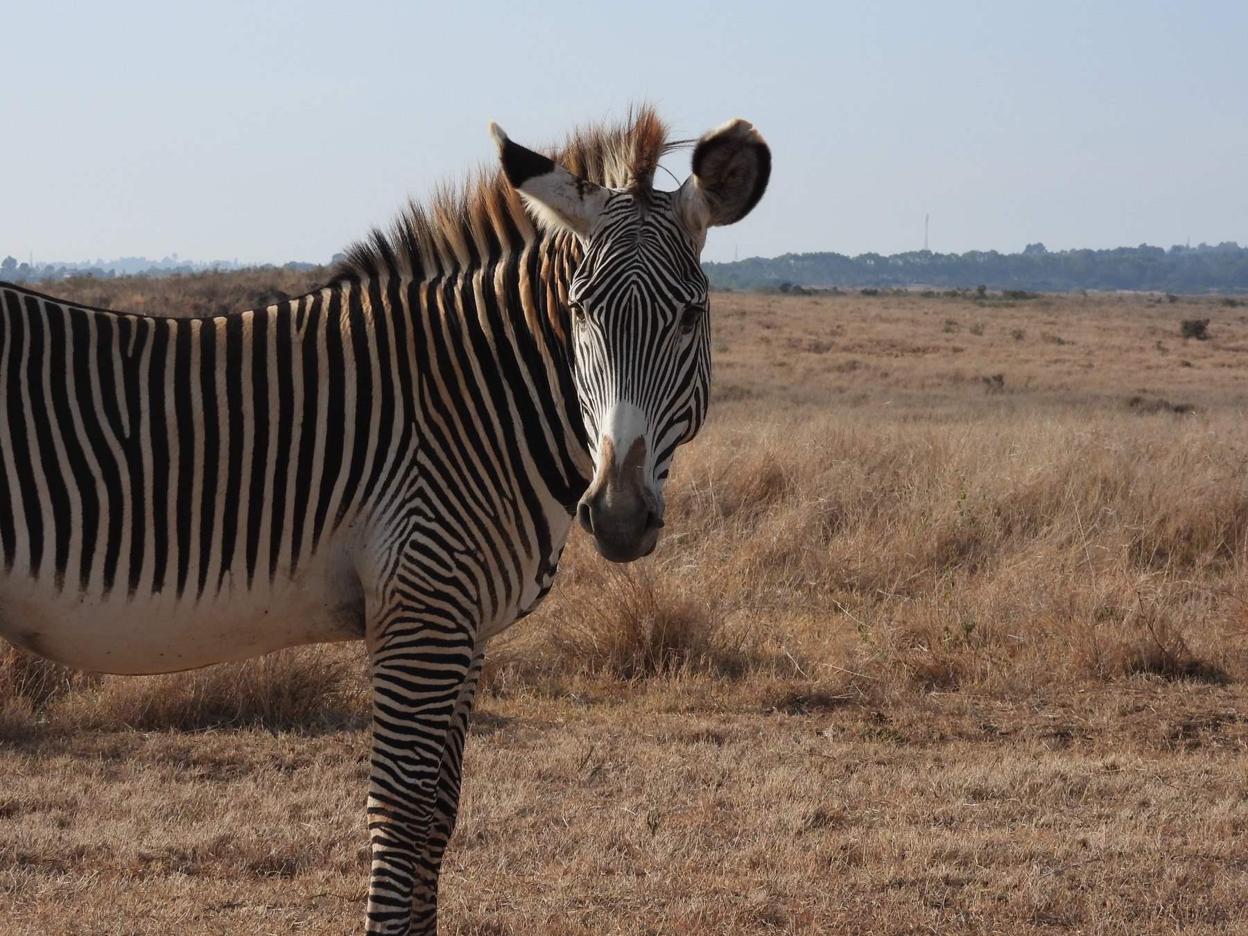 Grevy's zebra standing