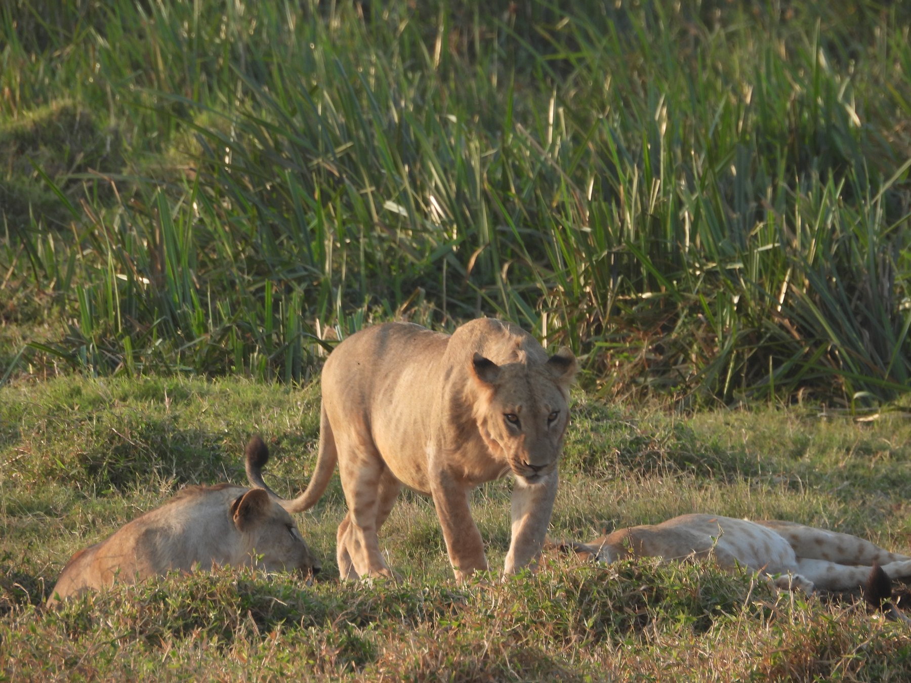 The pride at the kill