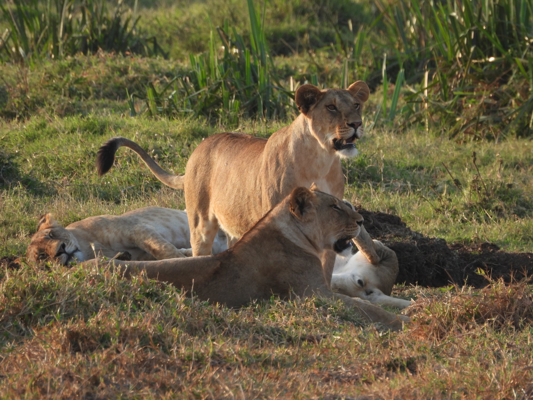 Resting lionesses