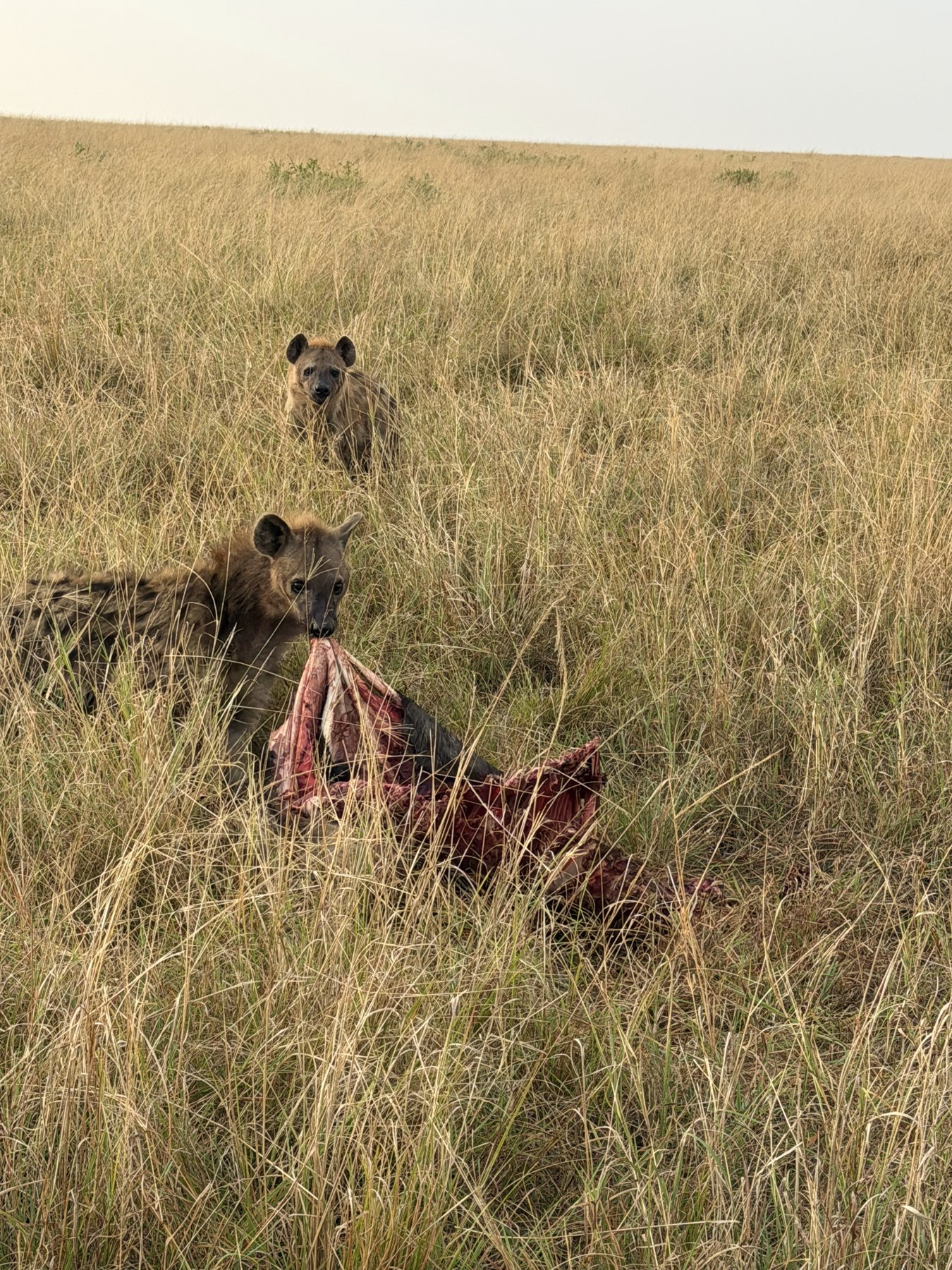 Hyenas on a carcass