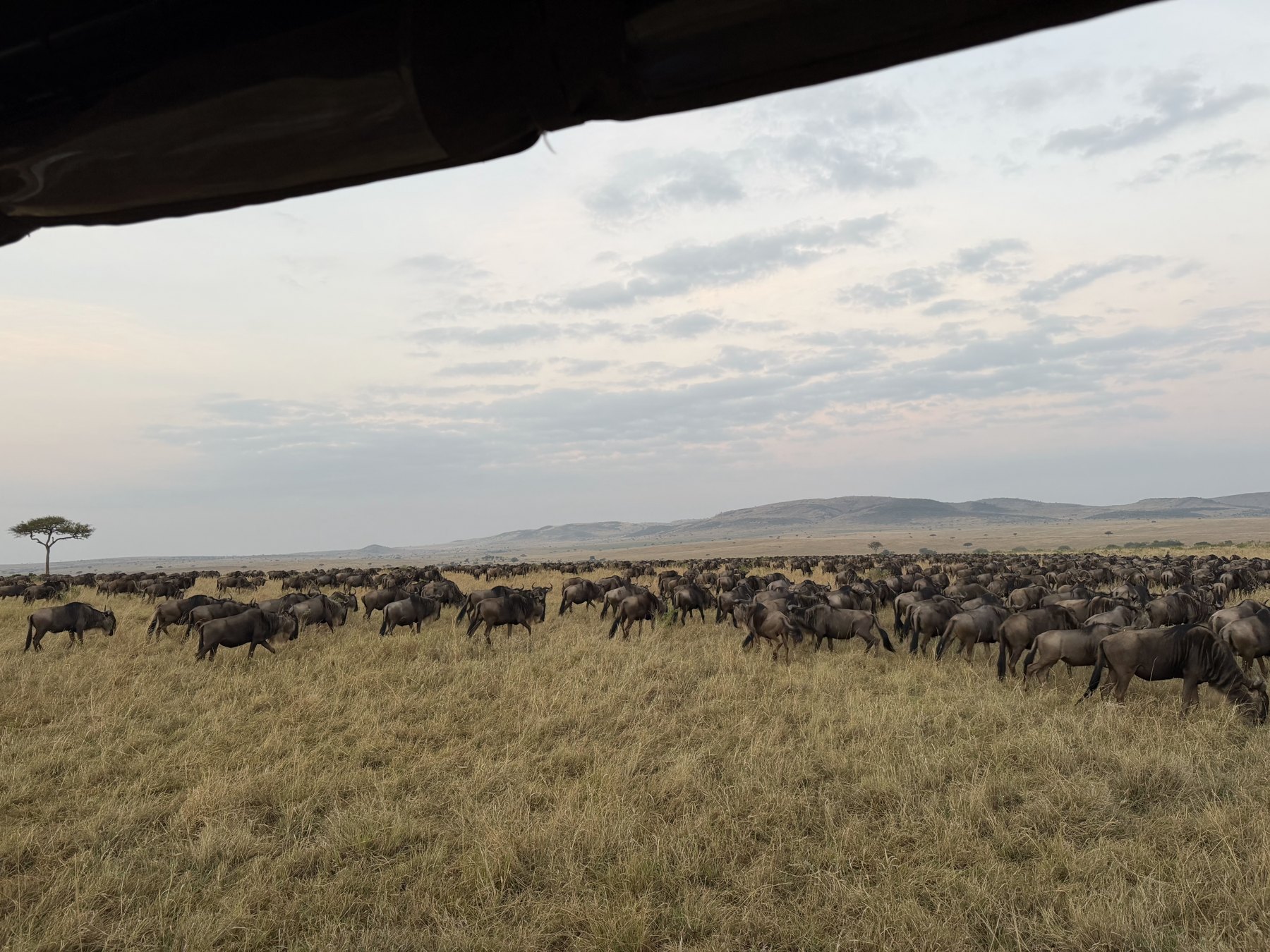 Wildebeest