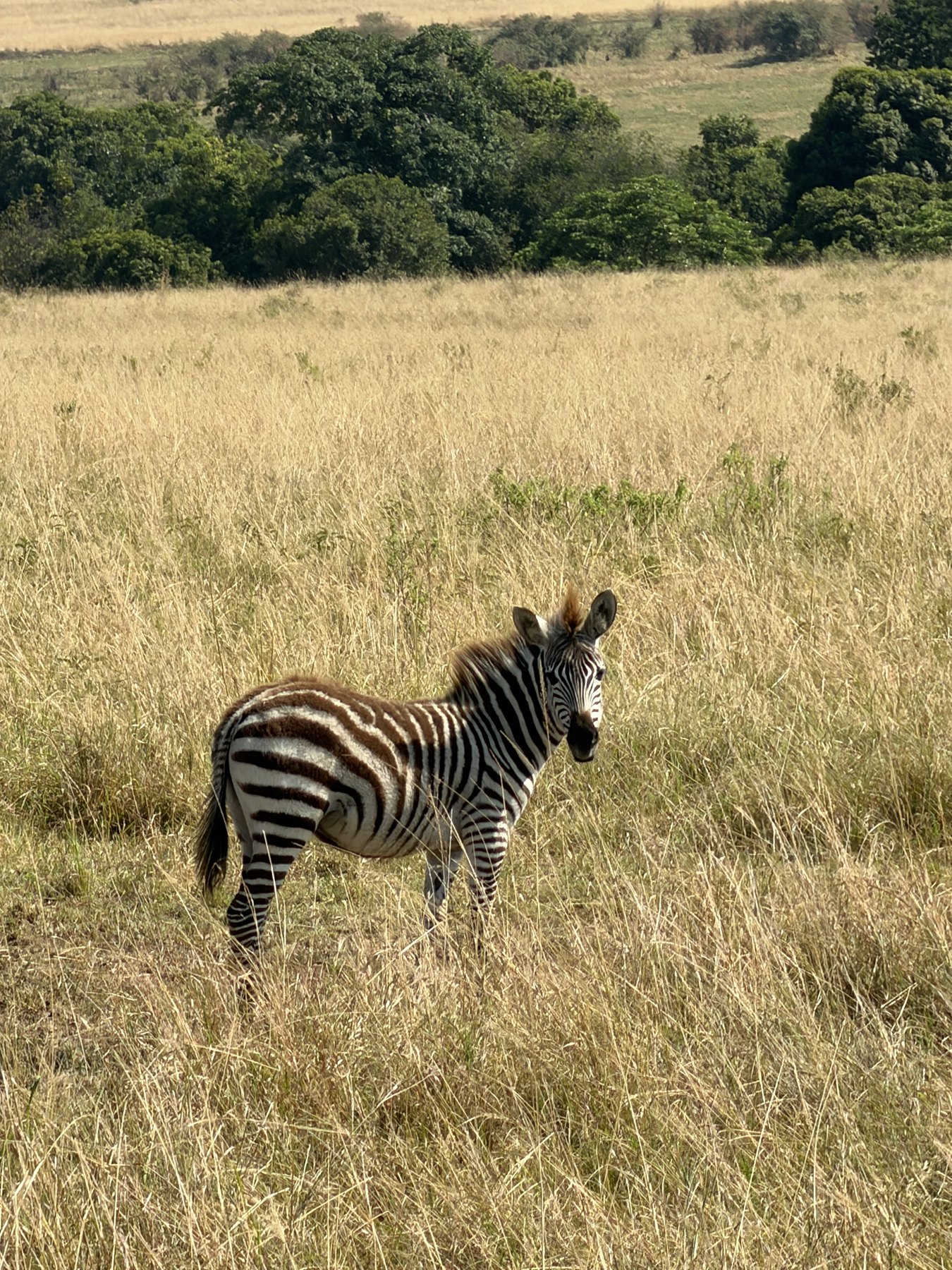 Plains zebra