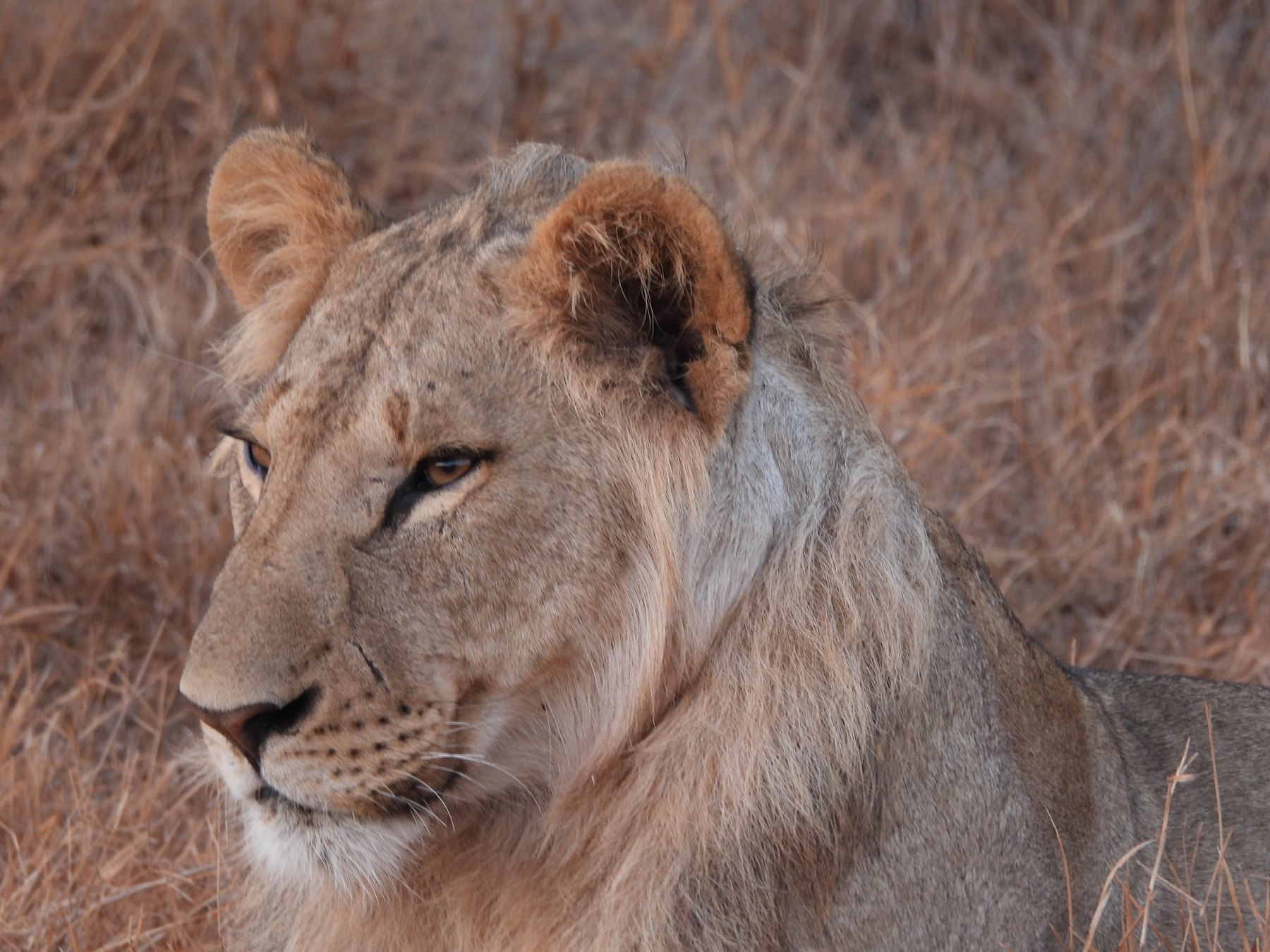 Young lion