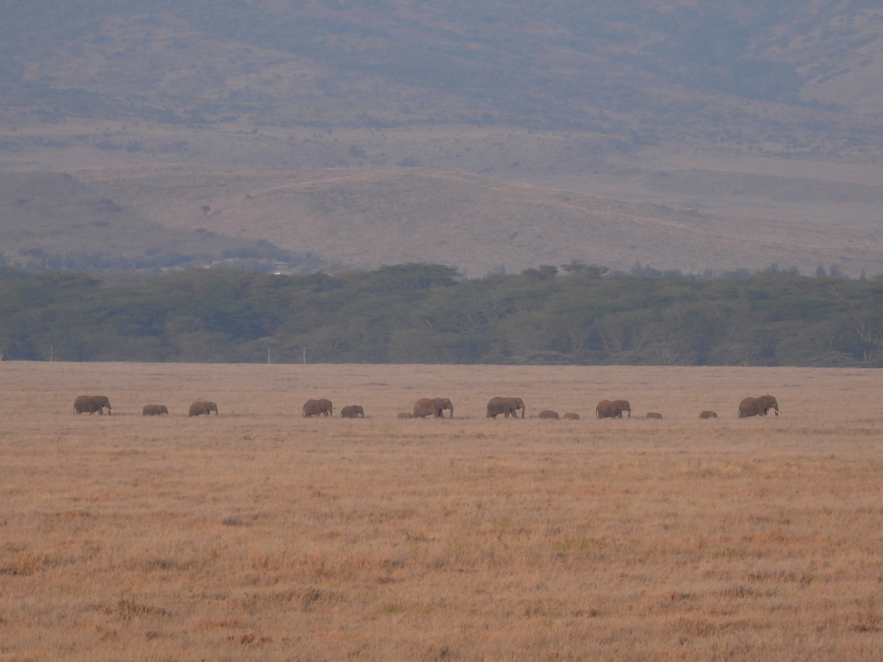 Herds on the horizon