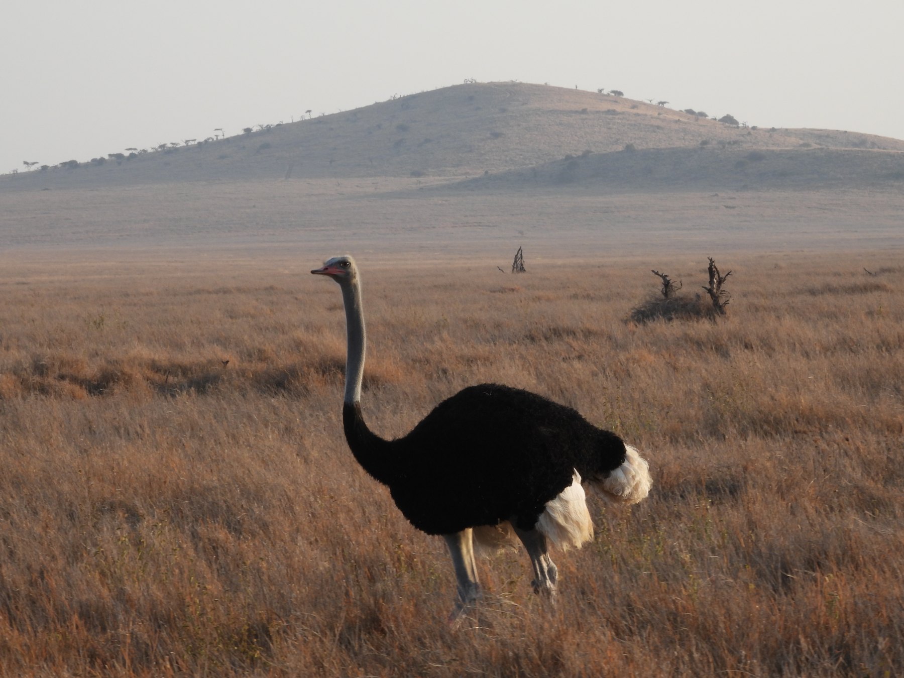 Ostrich on the plain