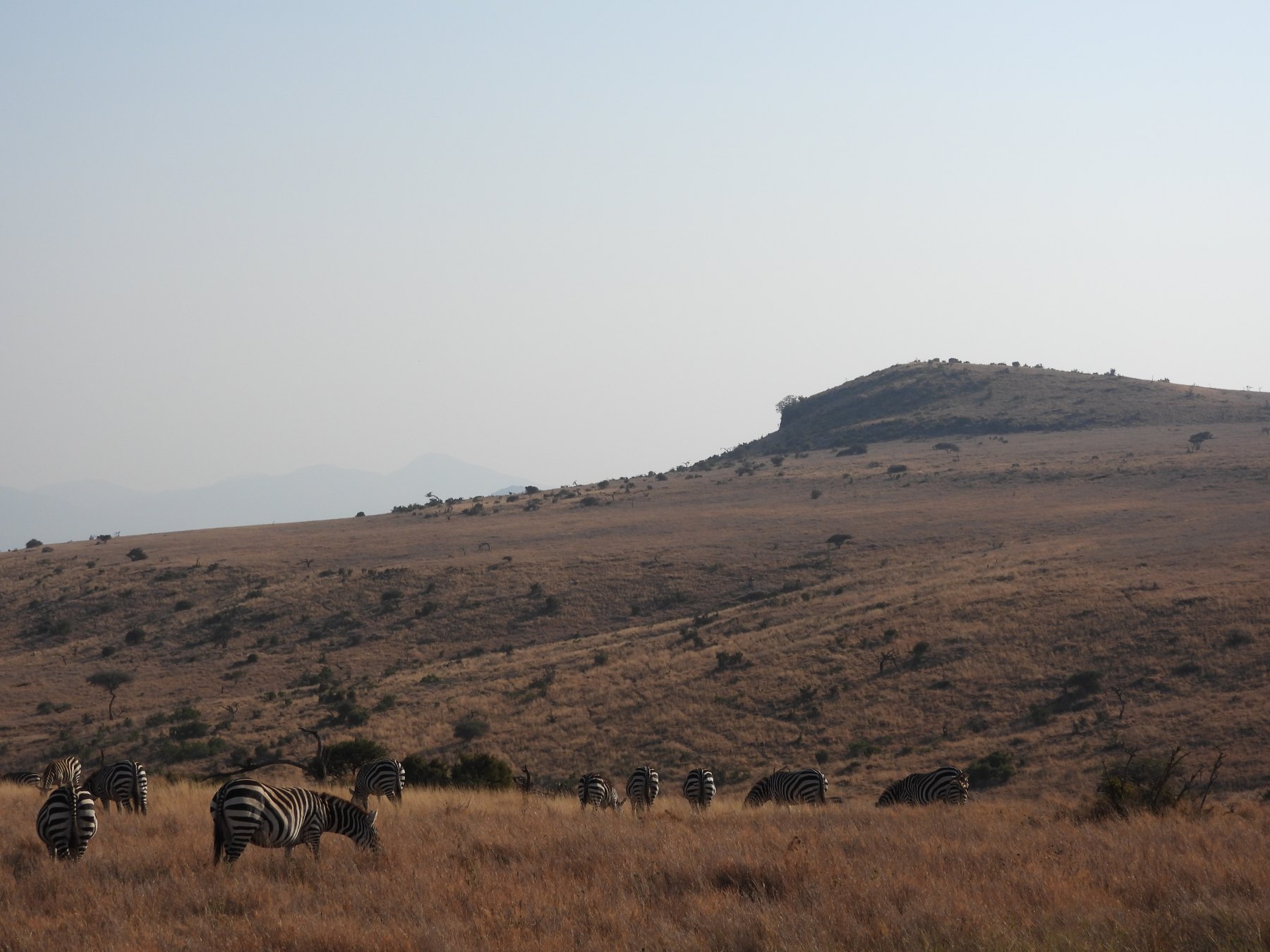 Lewa hills
