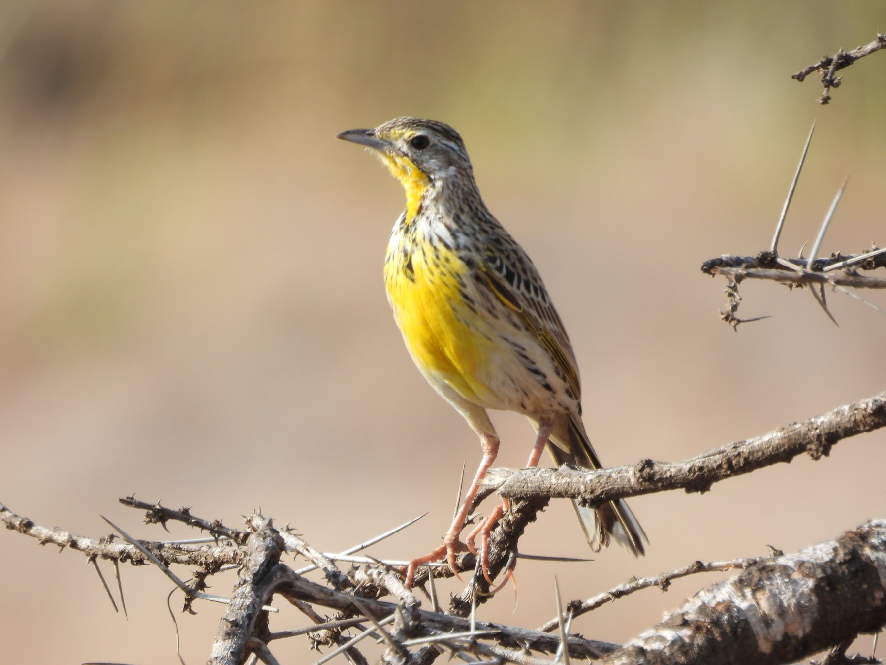 Yellow-throated longclaw
