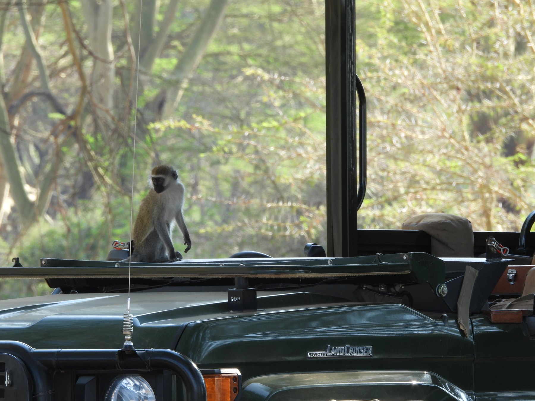 An uninvited guest