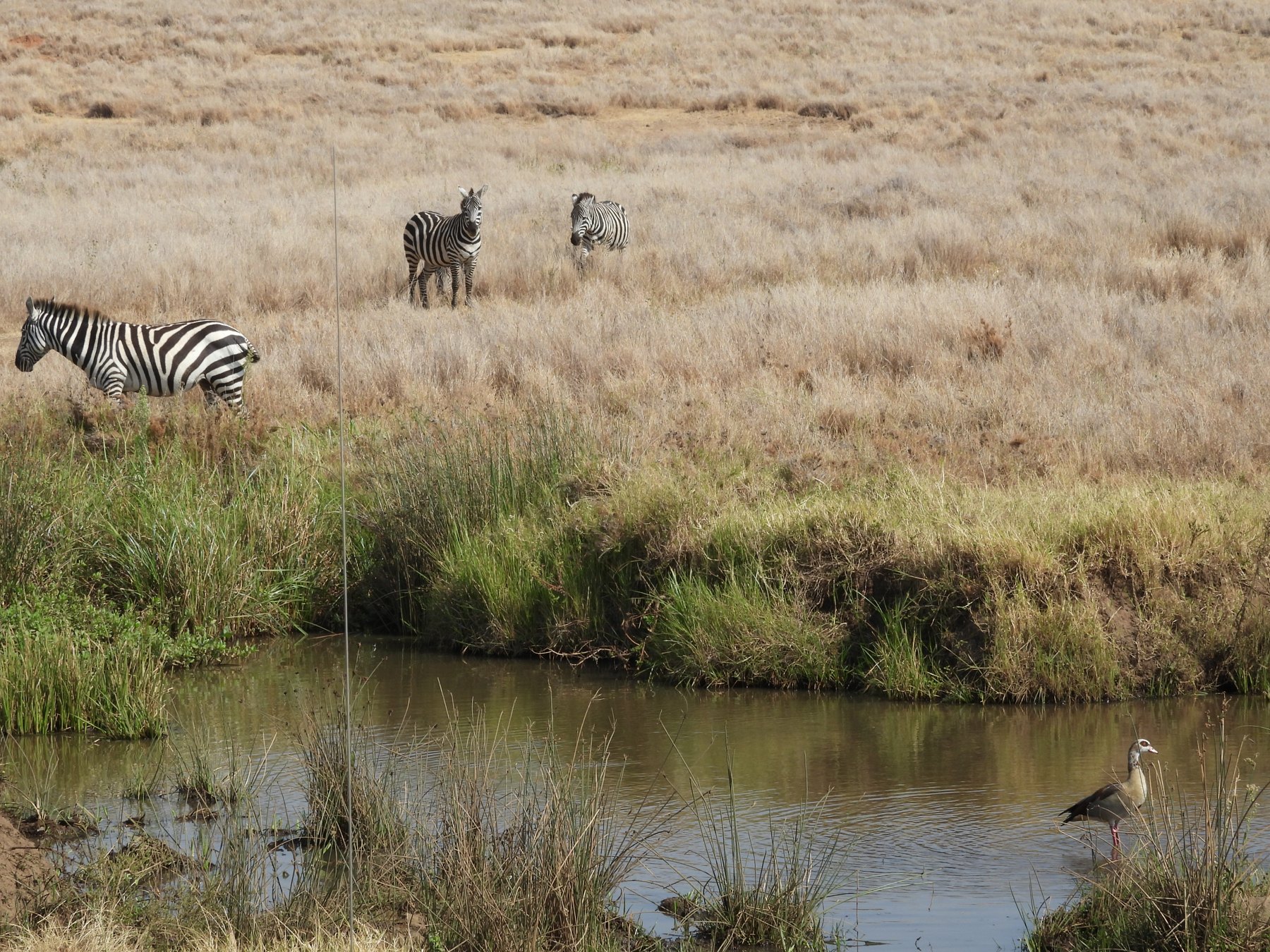 At the waterhole