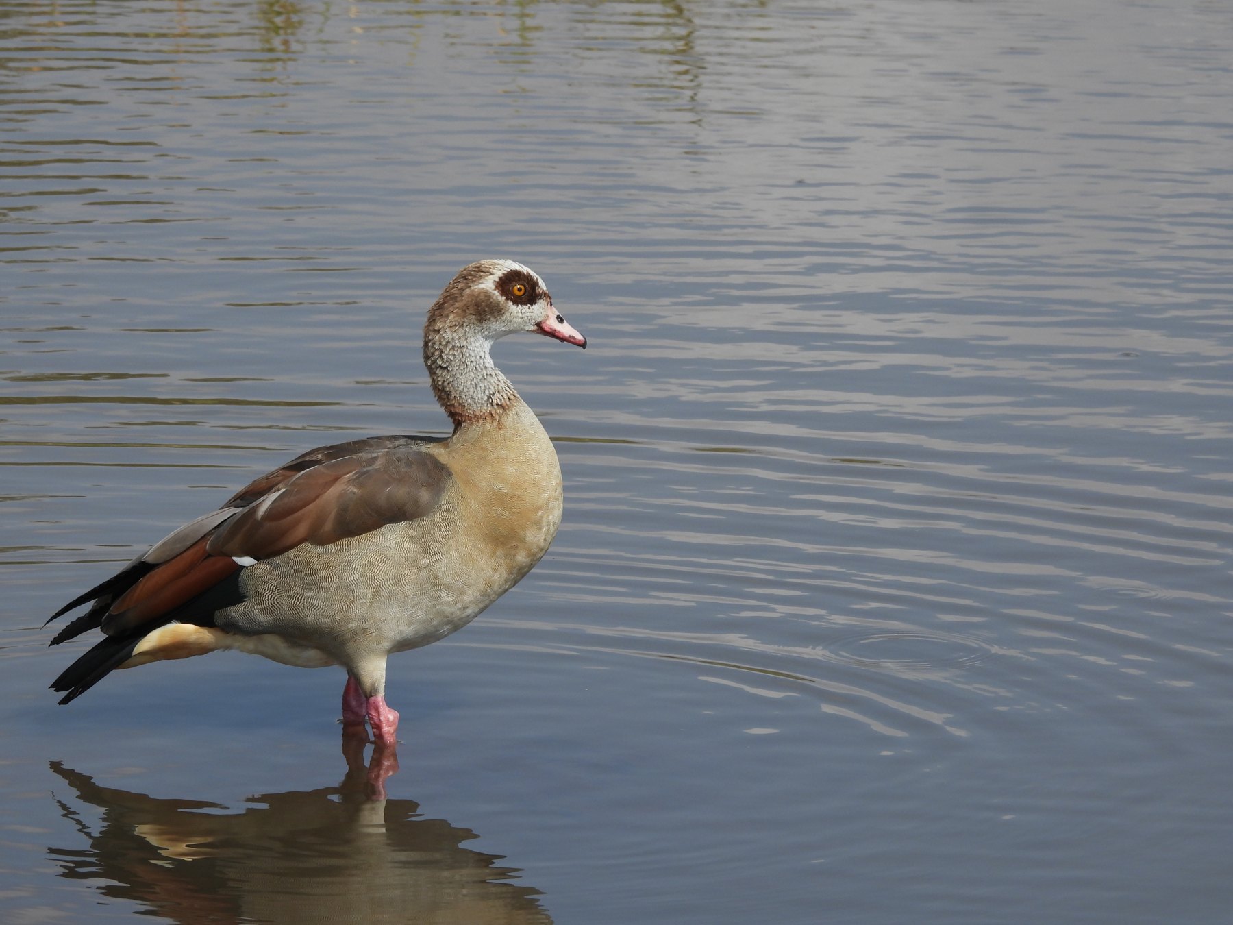 Egyptian goose