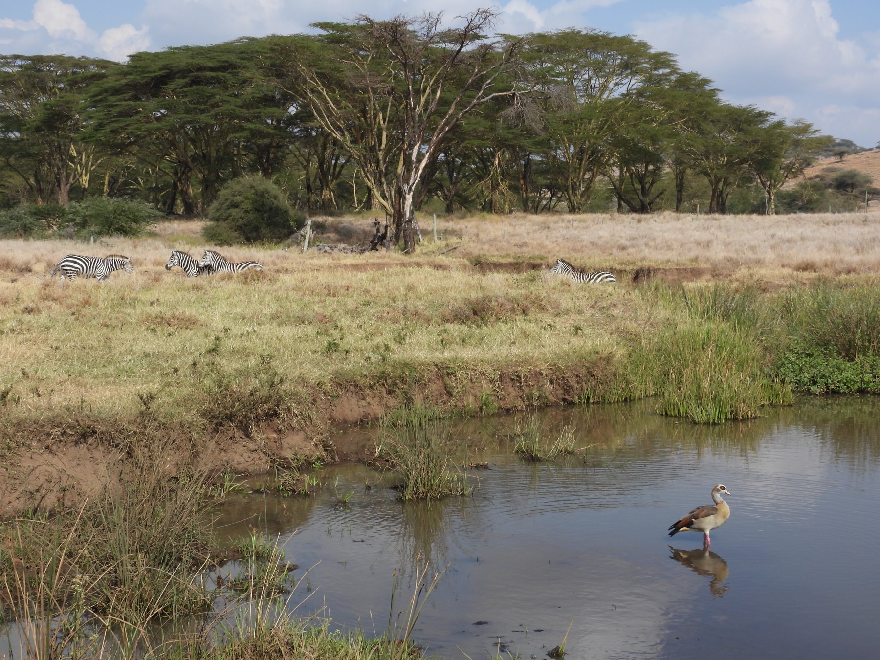 The waterhole
