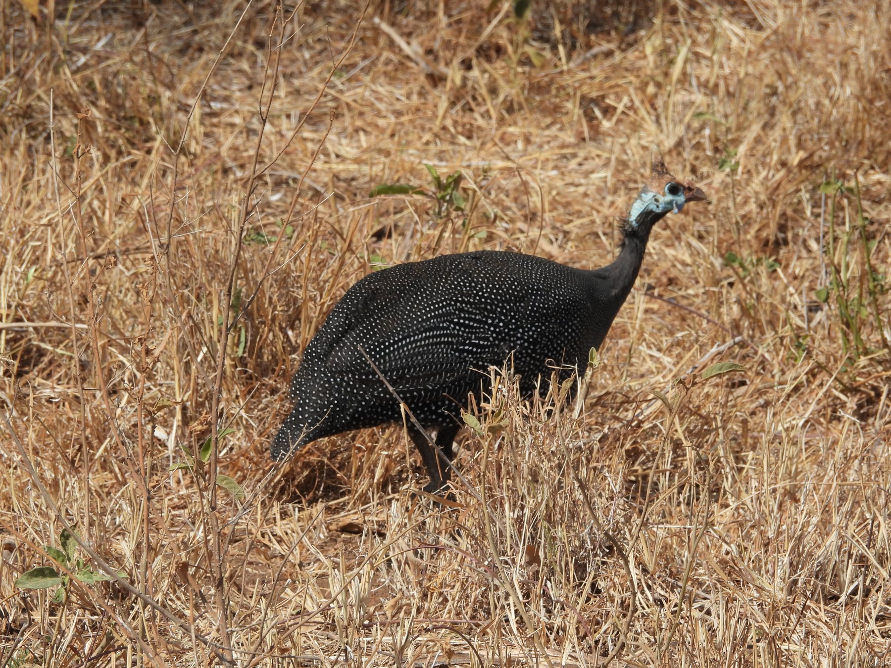 Helmeted guineafowl