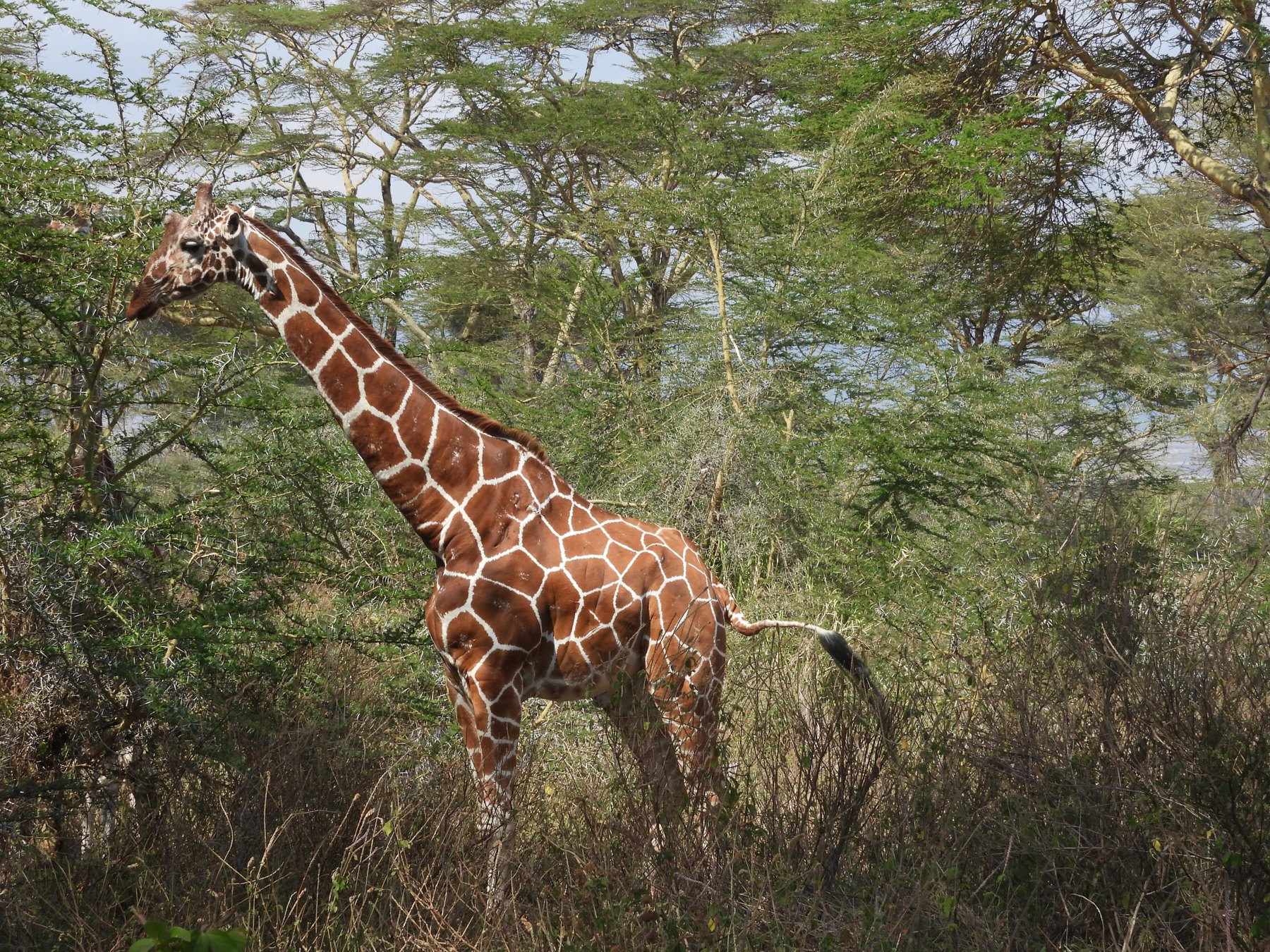 Reticulated giraffe browsing