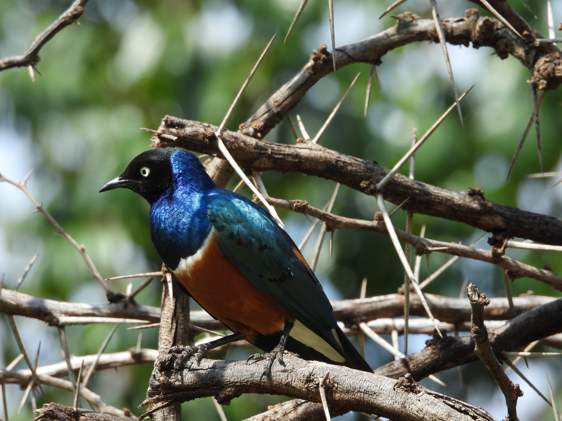 Superb starling