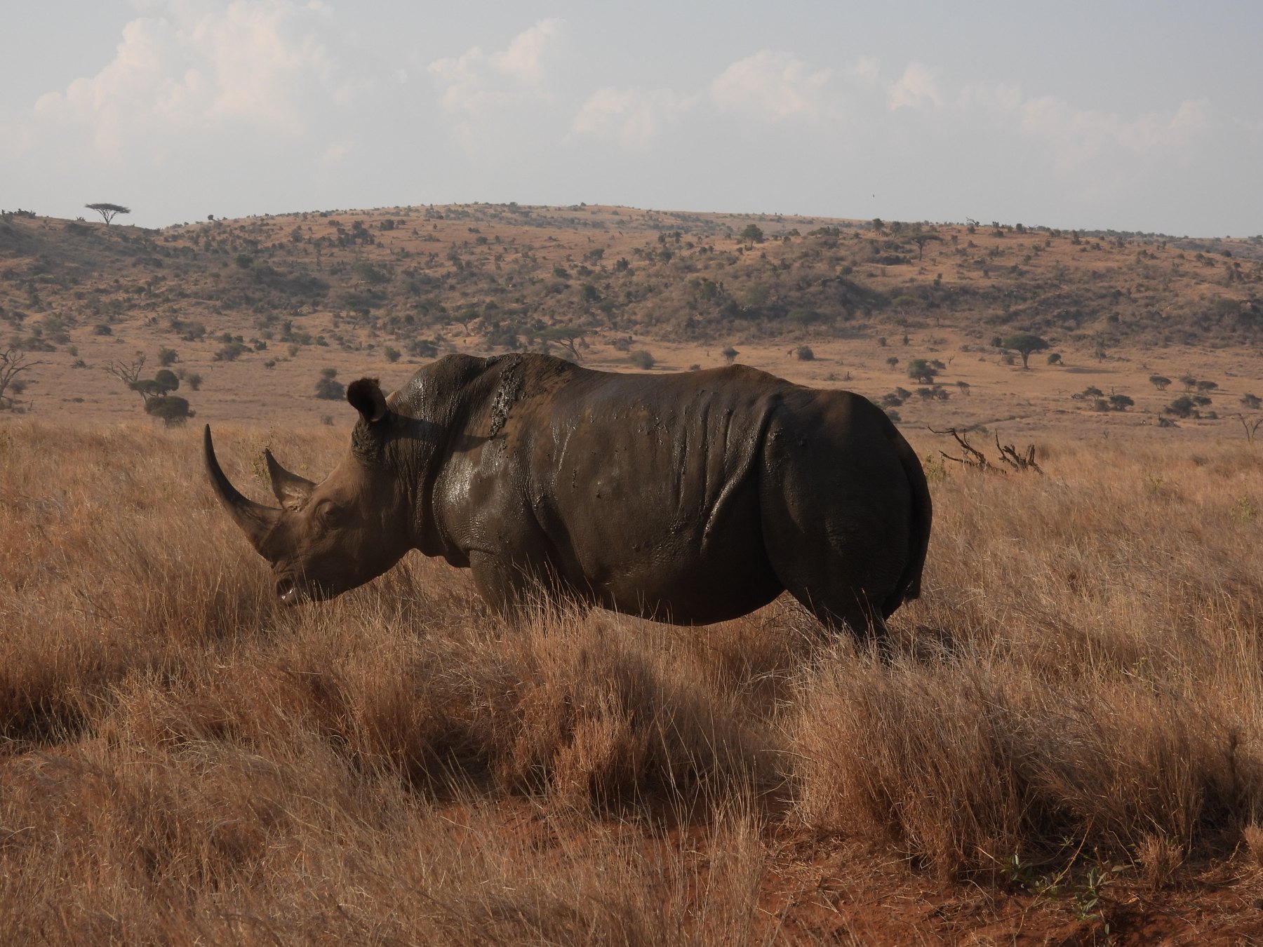 Rhinoceros