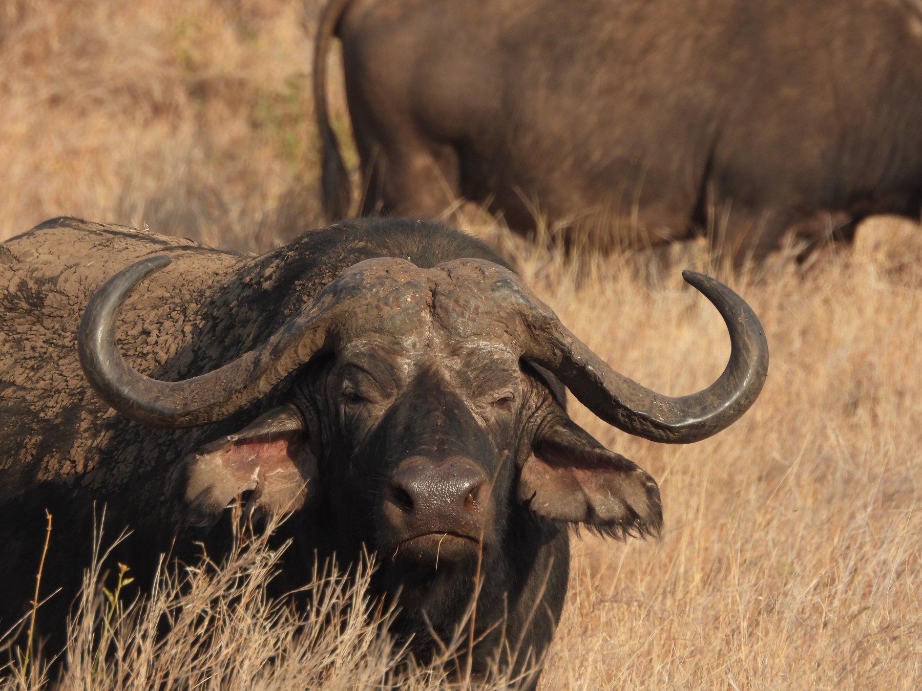 Buffalo close up