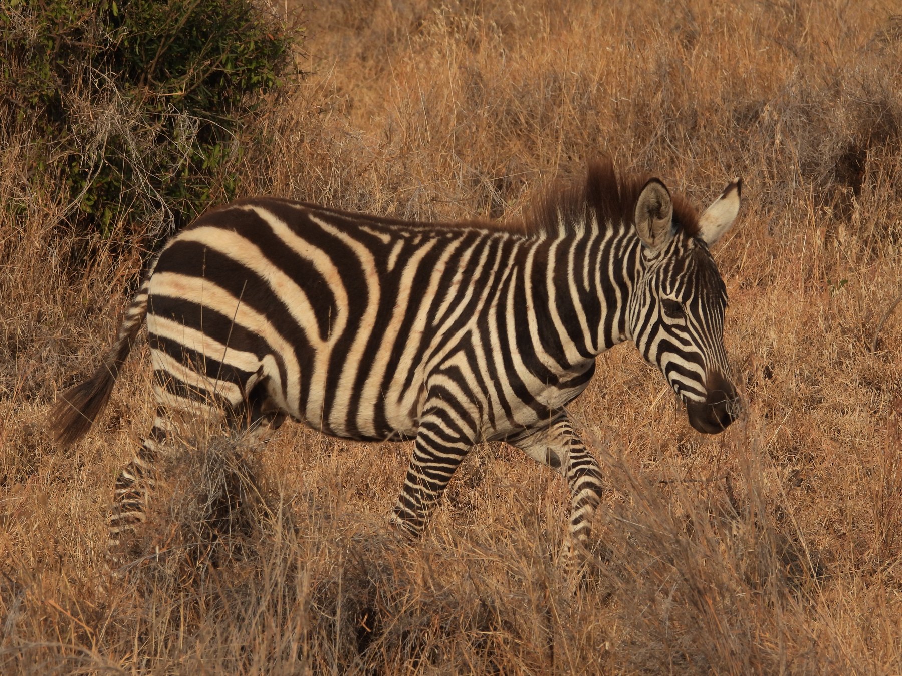 Zebra in the grass