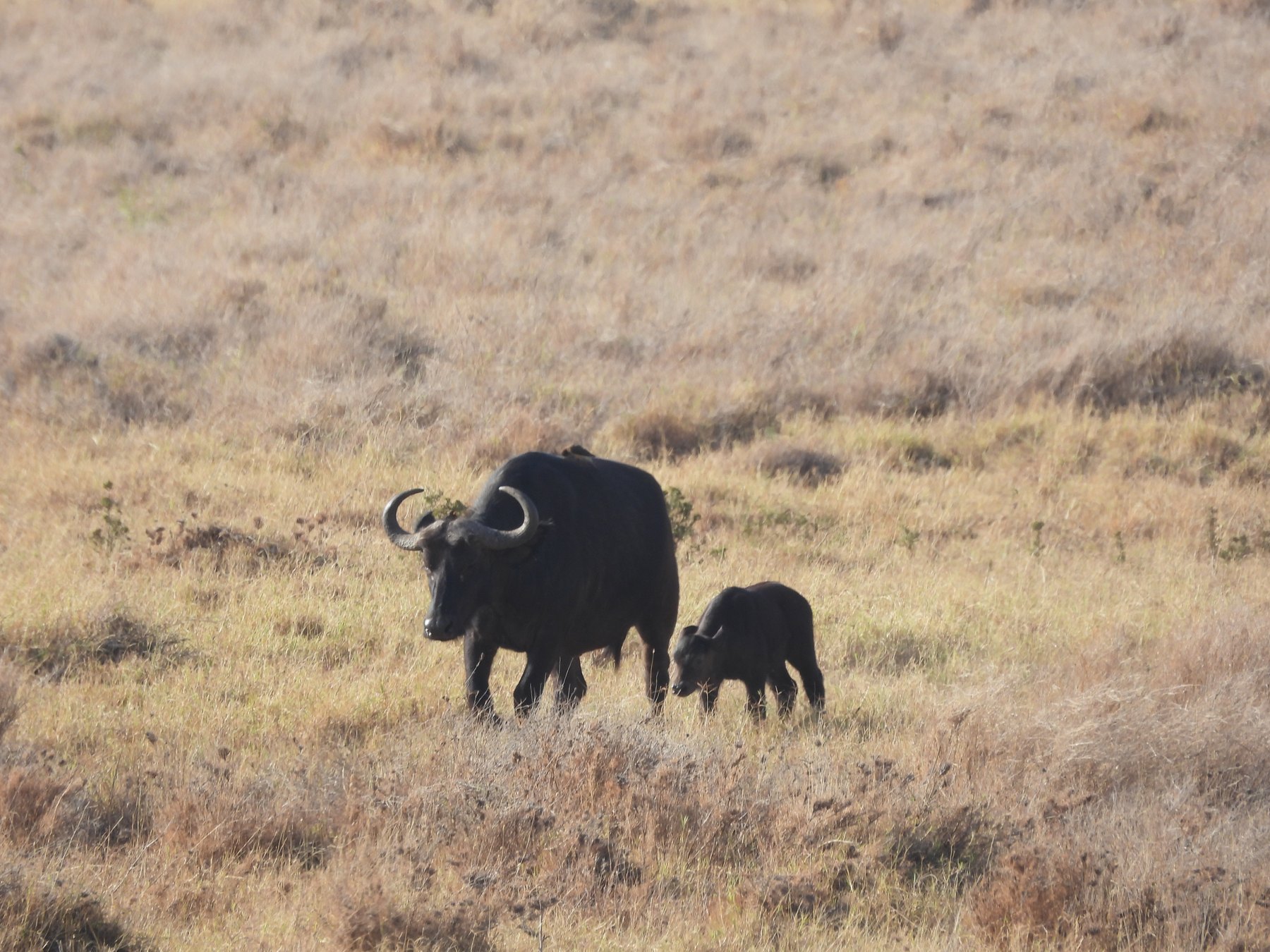 Buffalo and calf at dusk