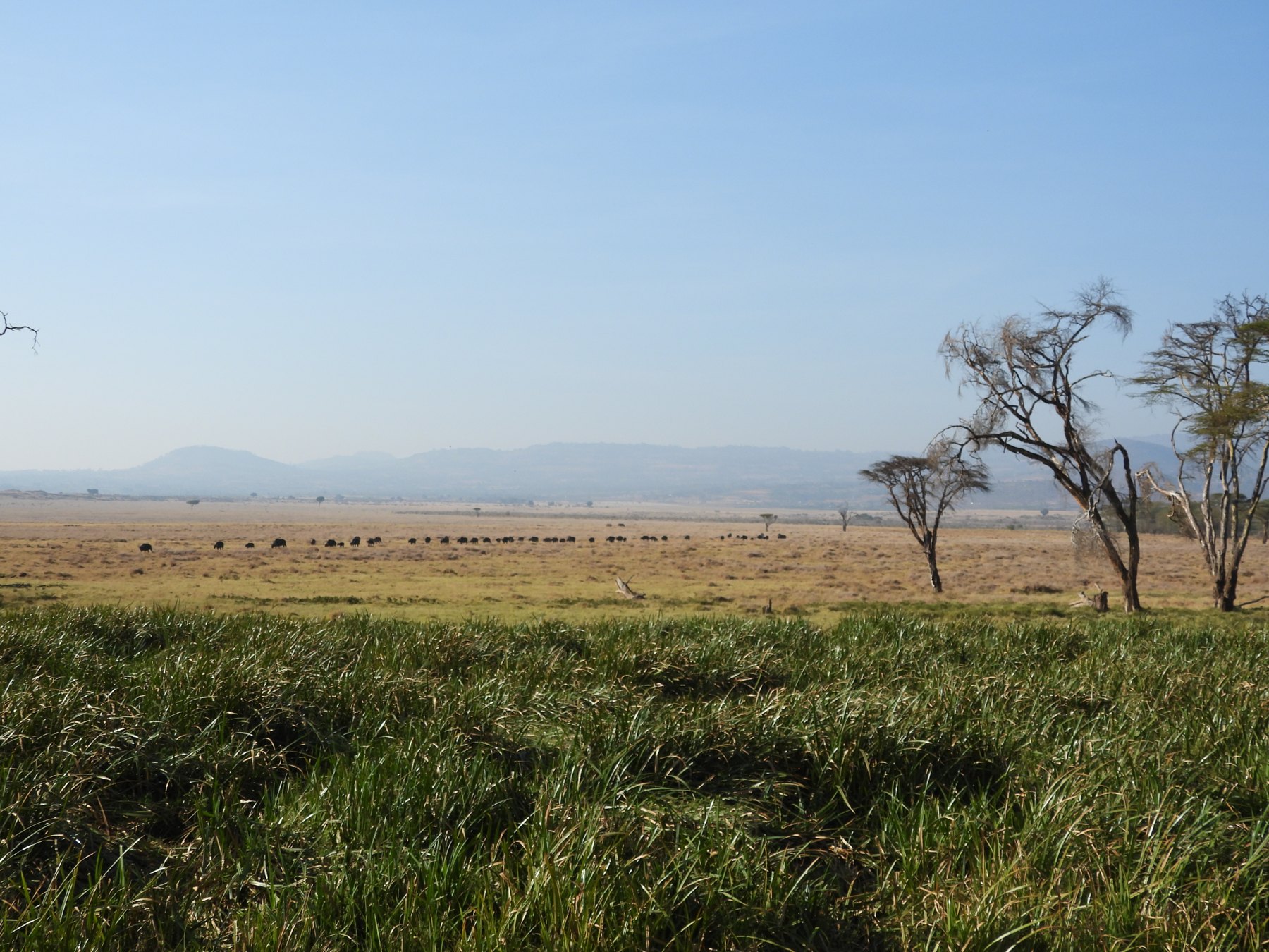Acacia country