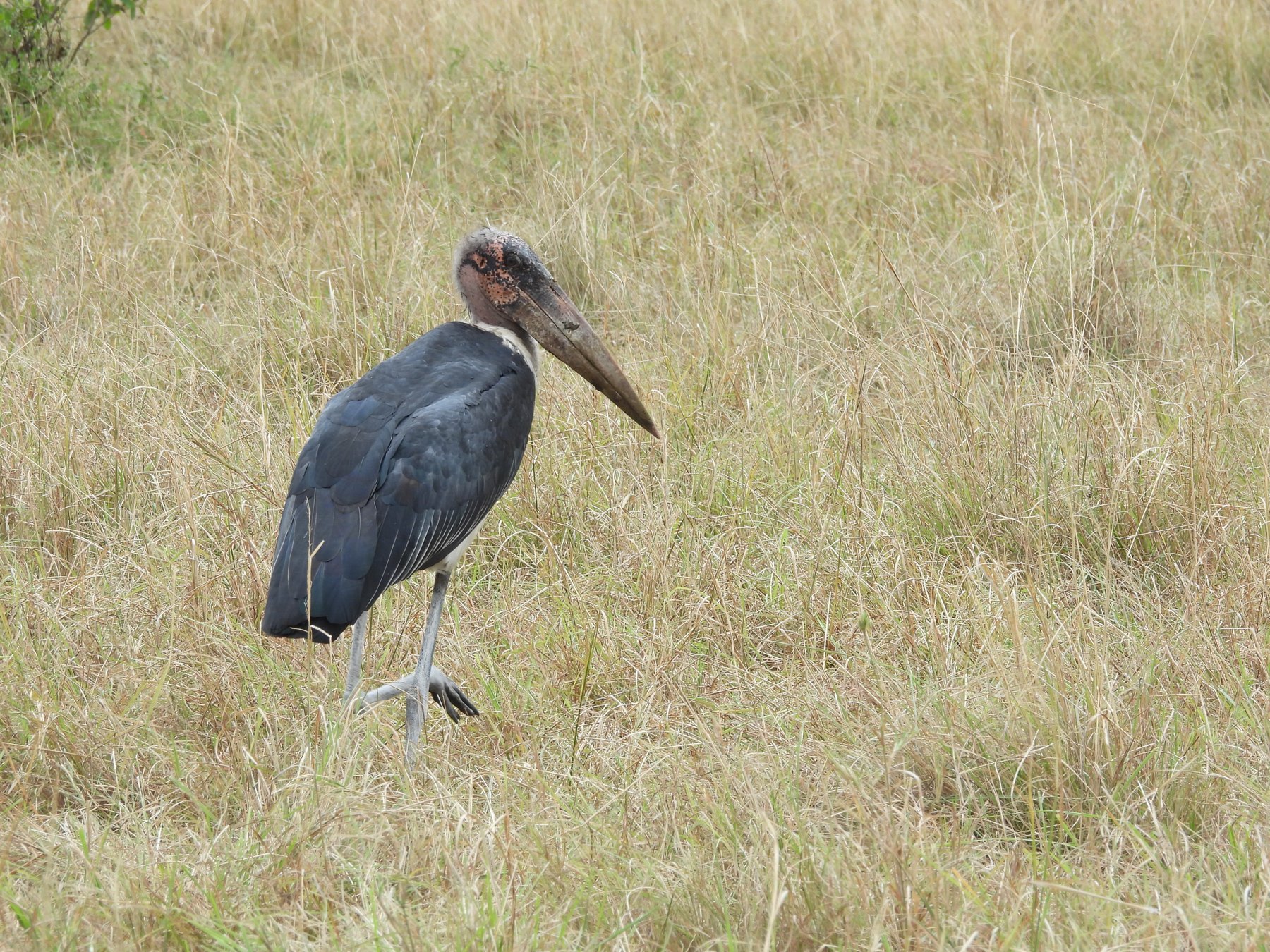 Marabou stork