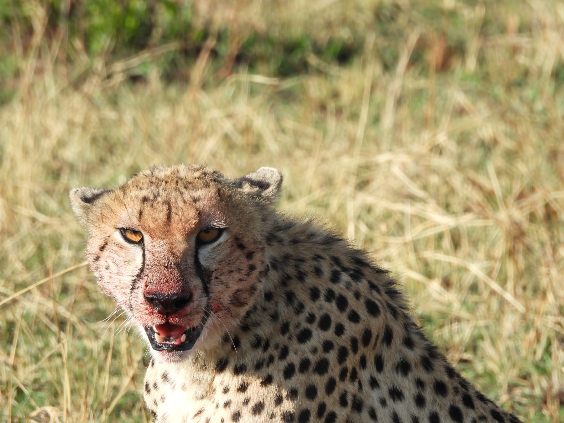 After the hunt