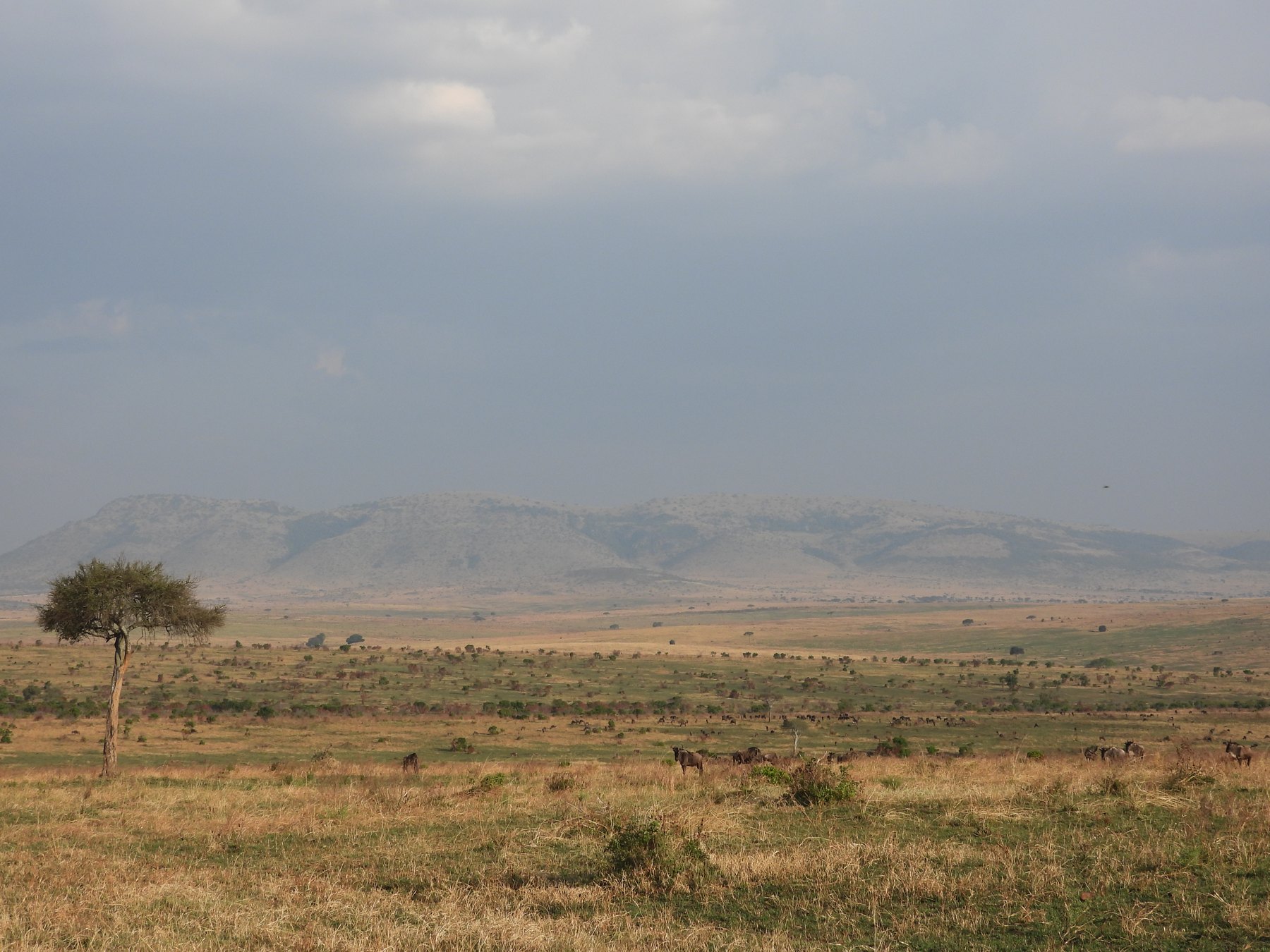 The plains
