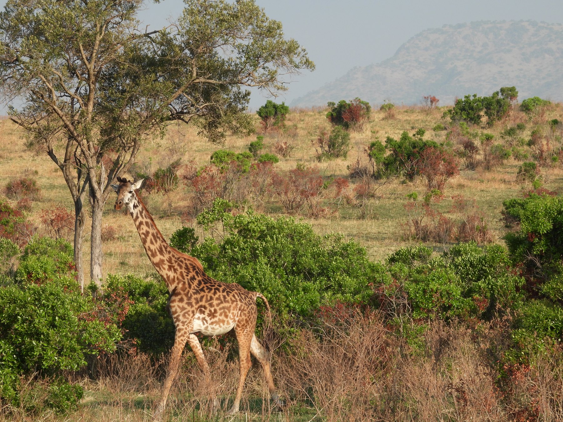 Giraffes