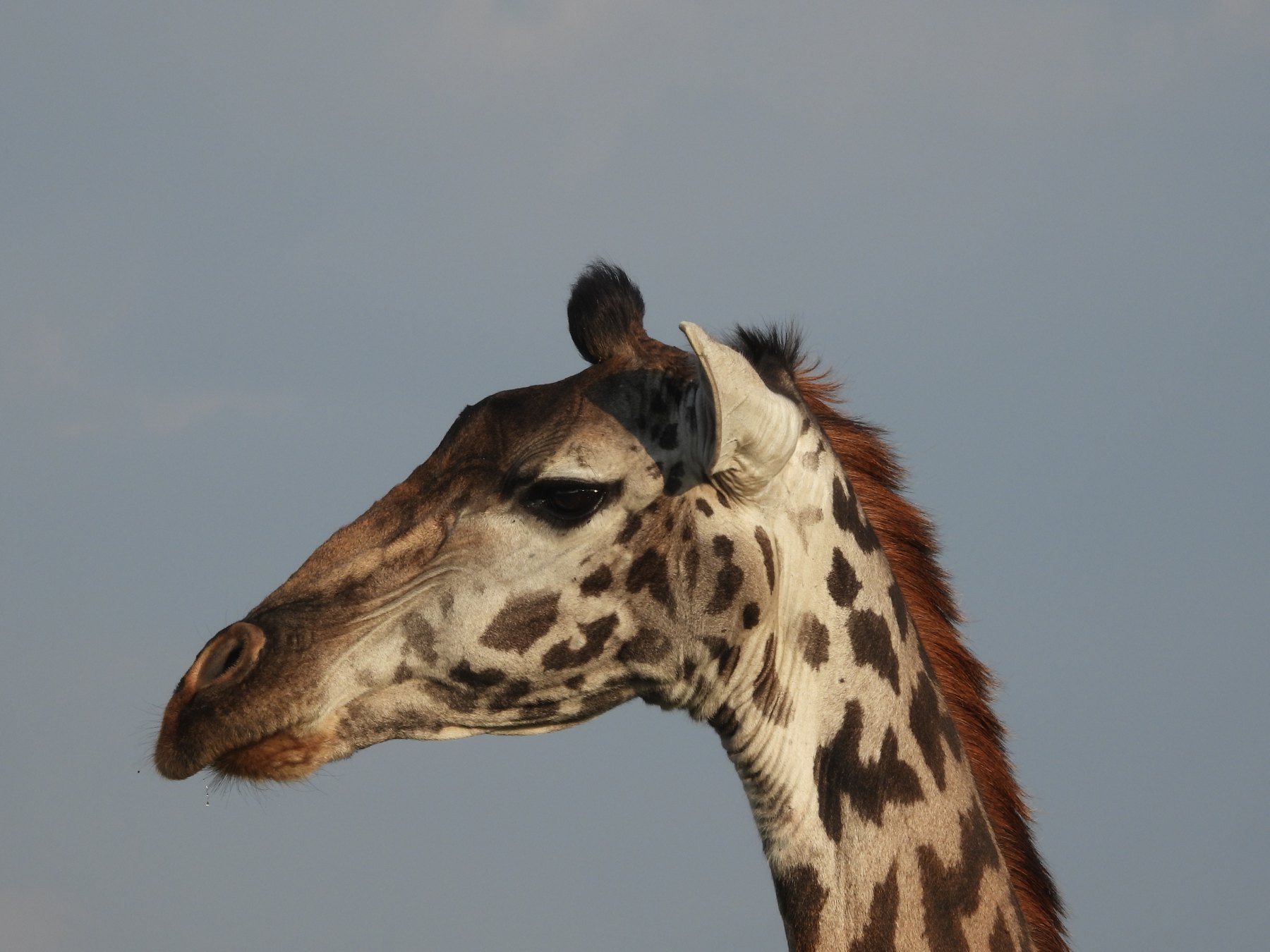 Giraffe