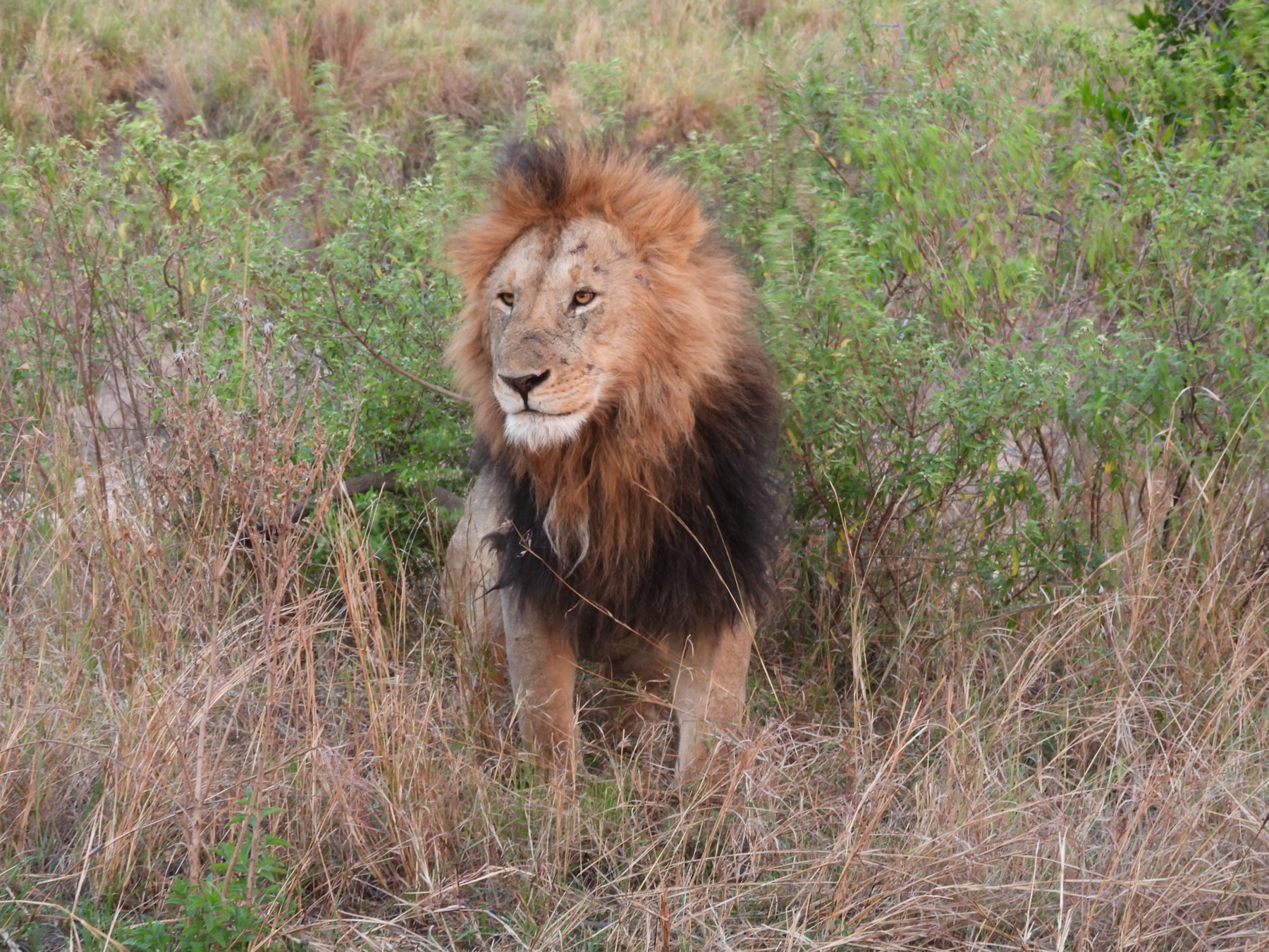 The lion in the grass
