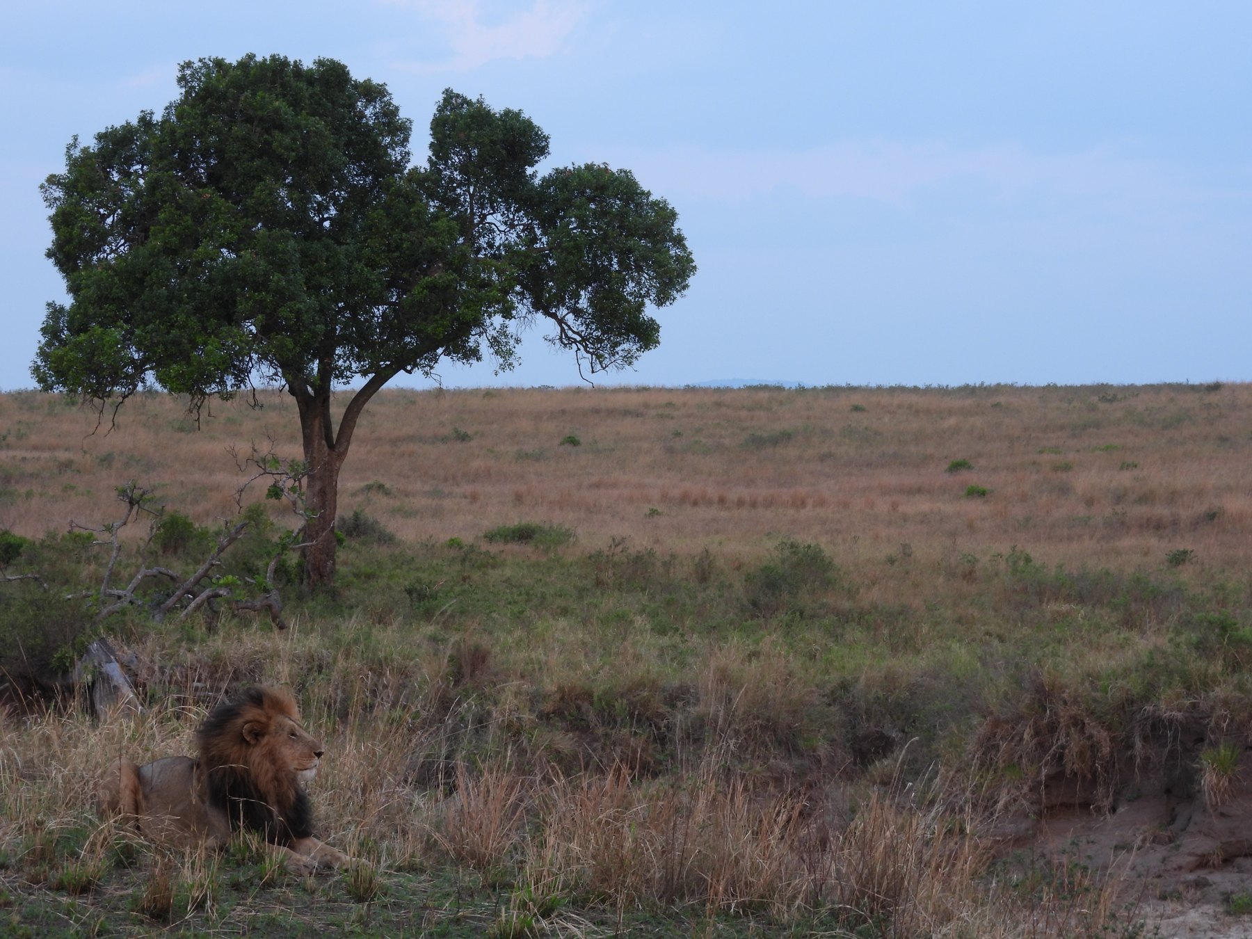 Under the lone tree