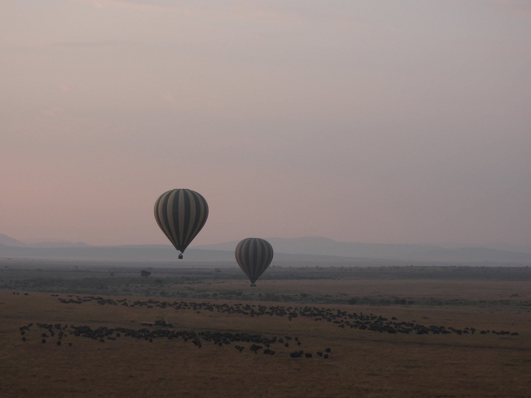 Balloons over the herds