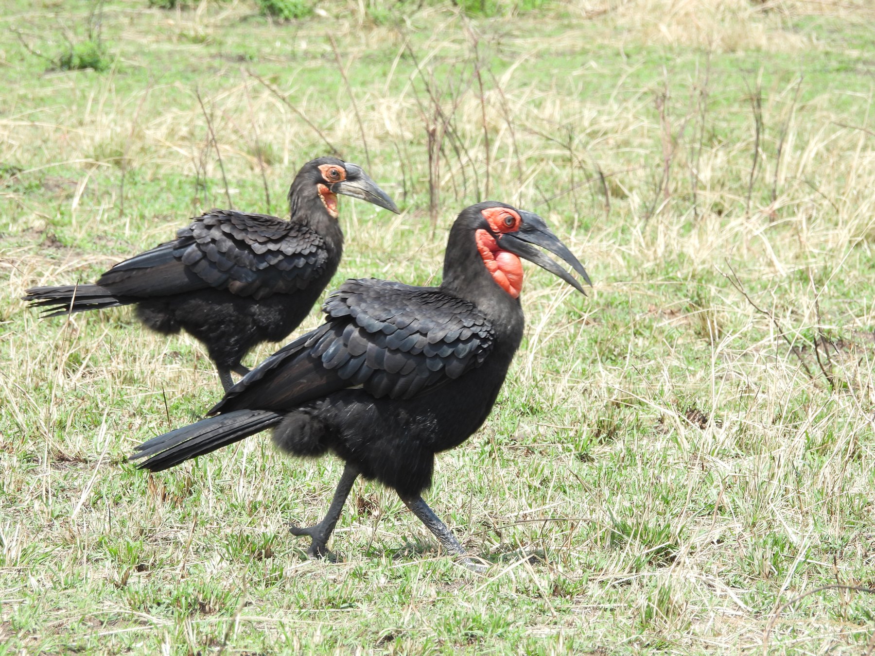 Southern ground hornbills